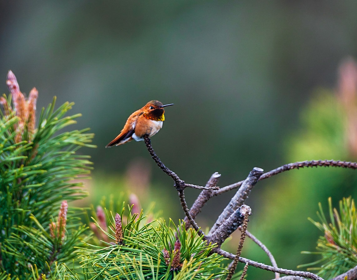 Rufus Hummingbird