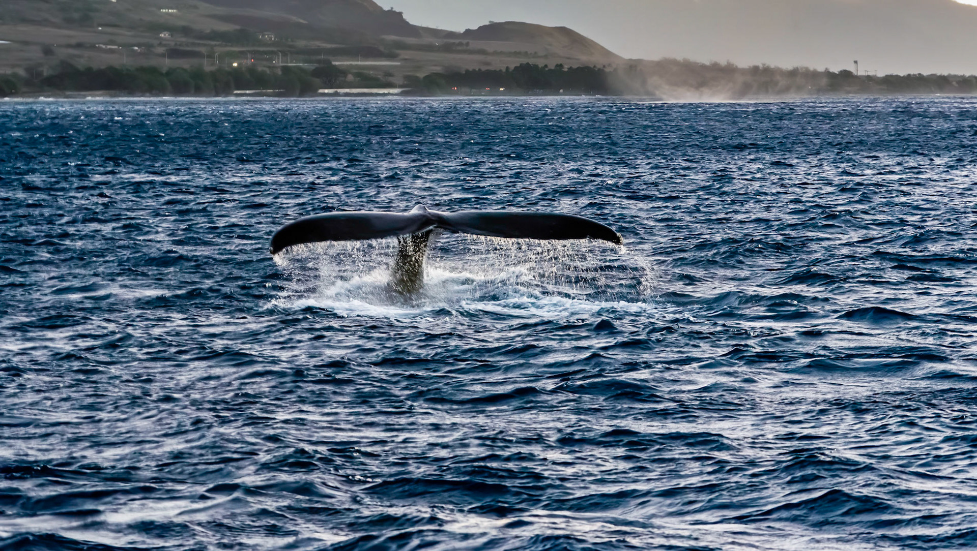 Maui humpback showing its tail on a dive in the channel south of Lahaina