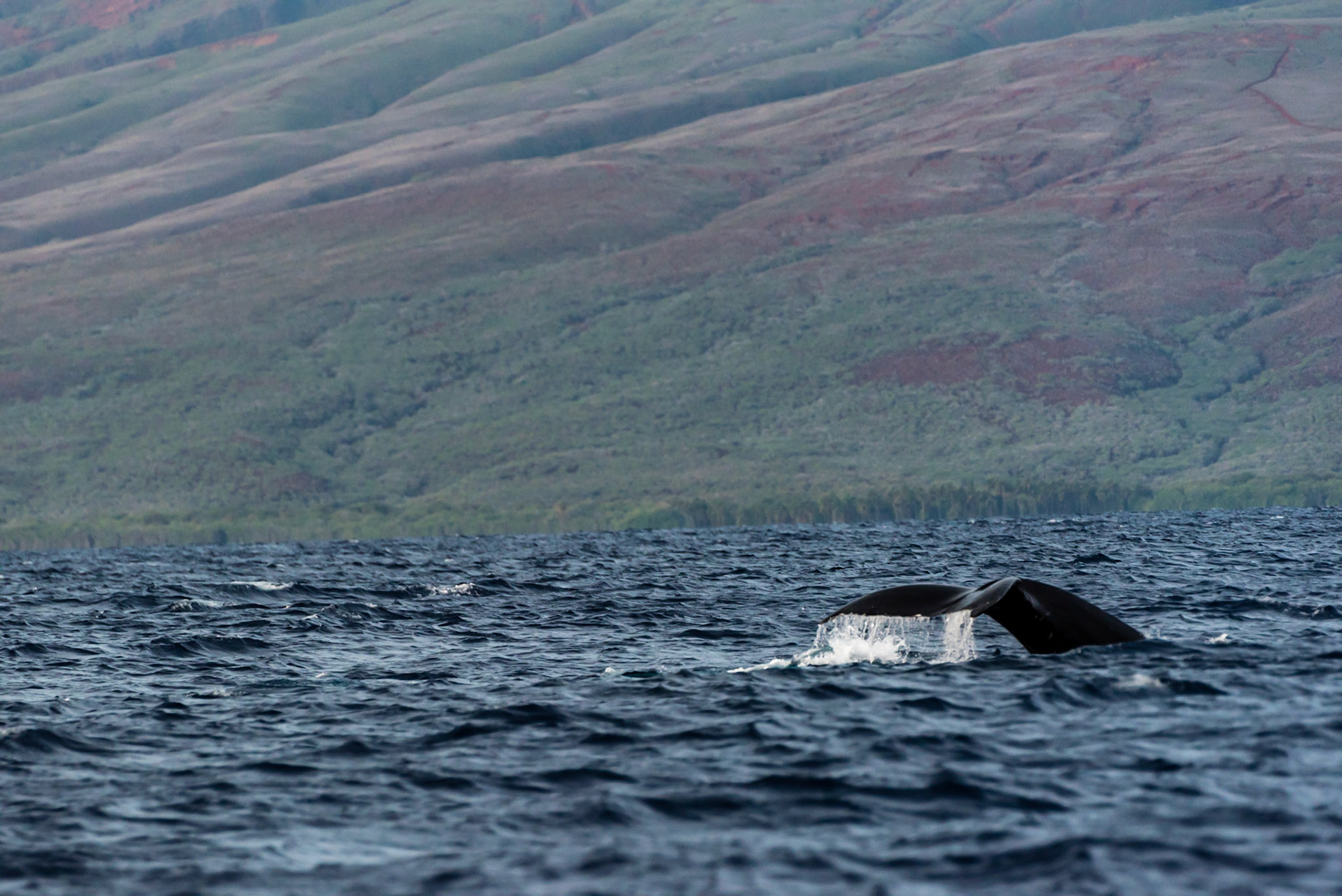 Challenge male repositioning to separate dominant mate from the female