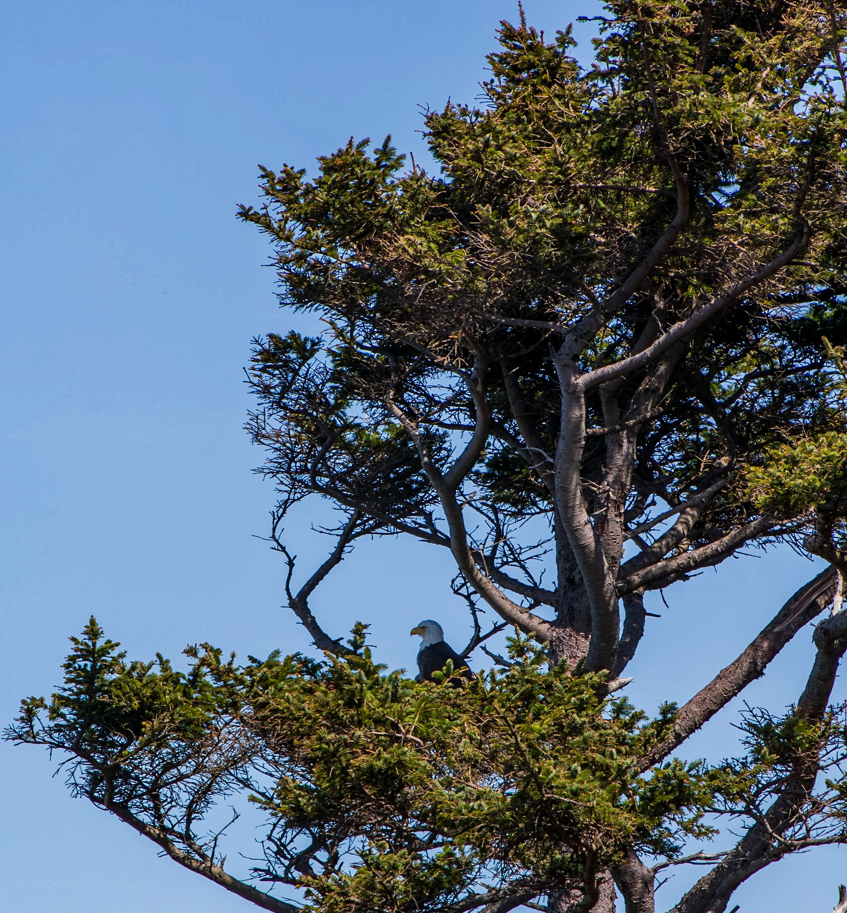 The Sentinel above Cannon Beach