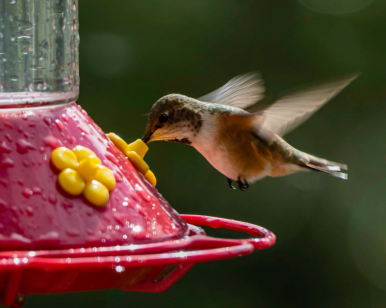 Rufus eating on the fly 2