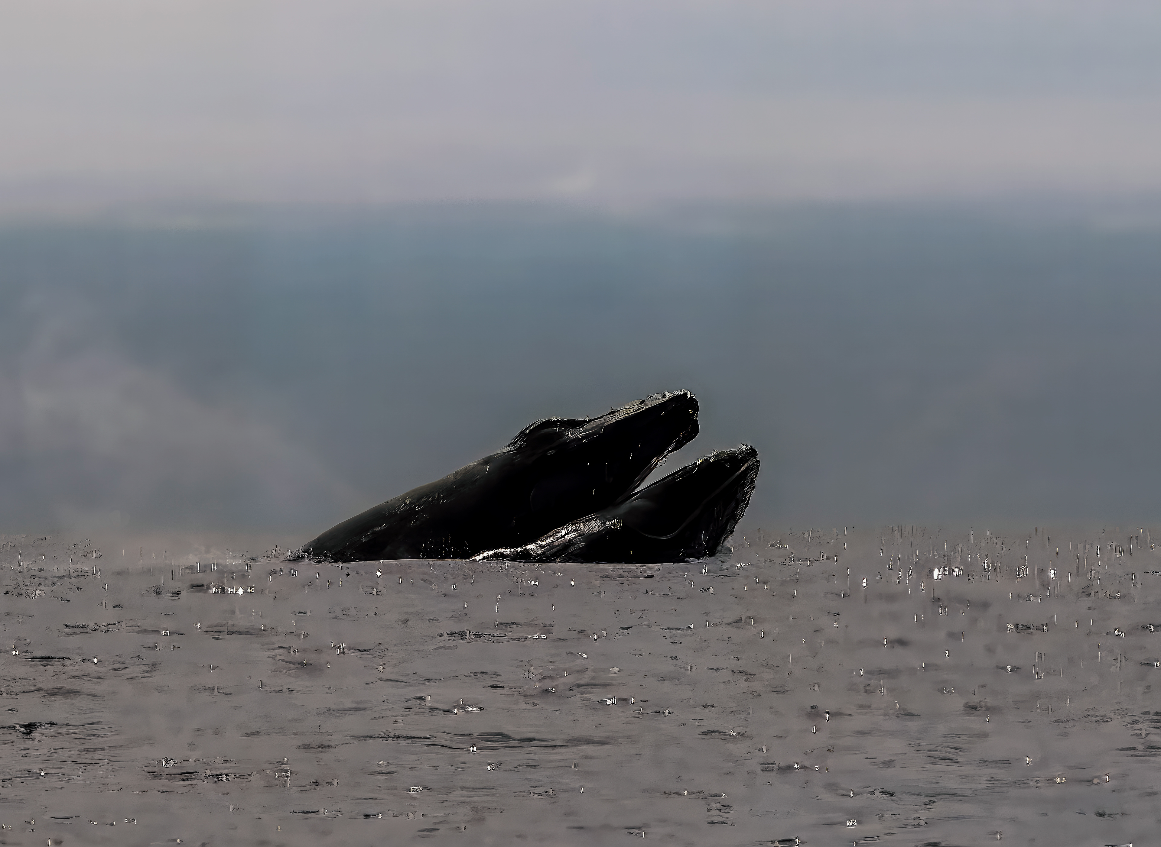 Fighting Male Humpbacks