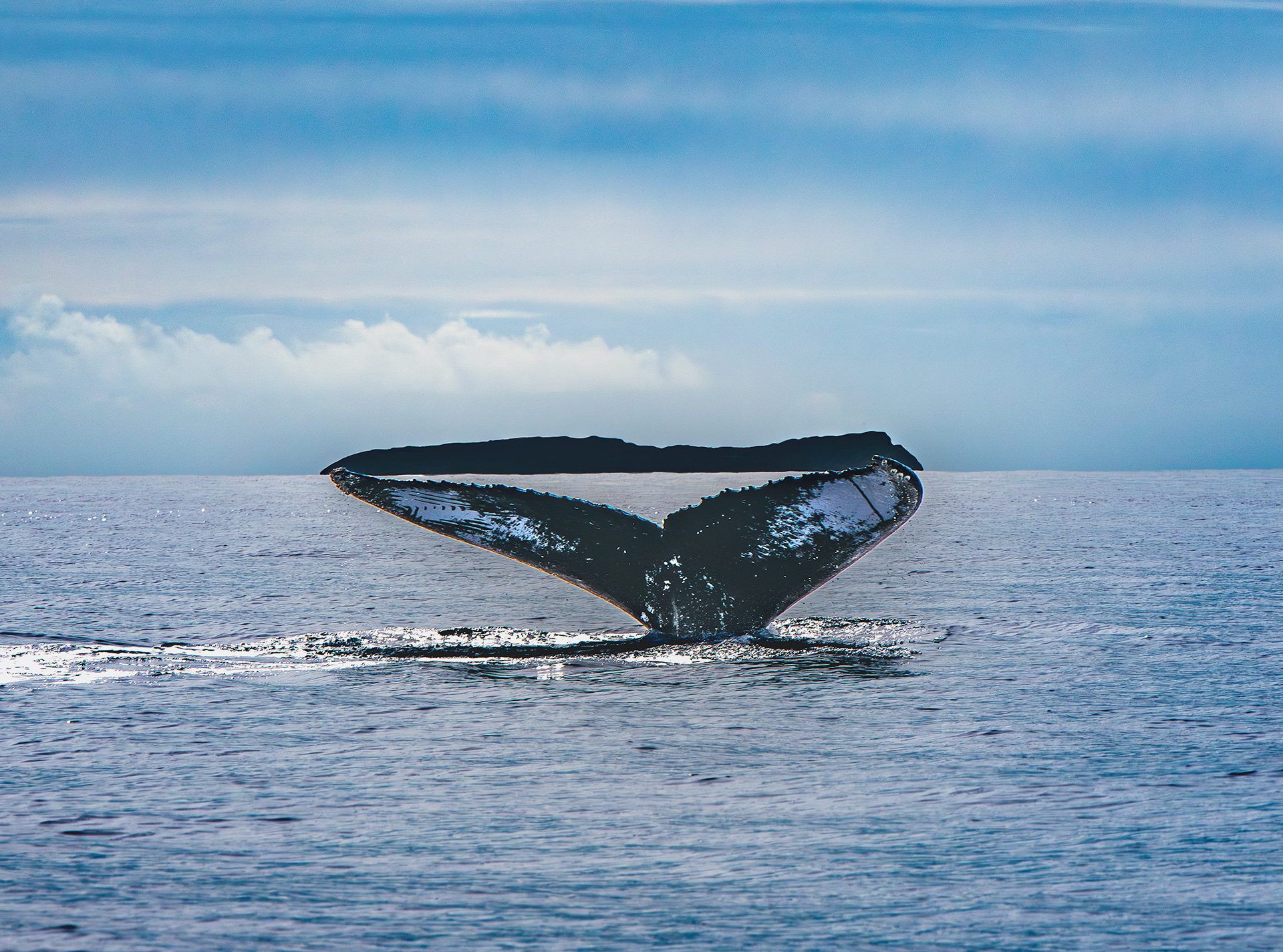 Diving Humpback and Molokini Crater