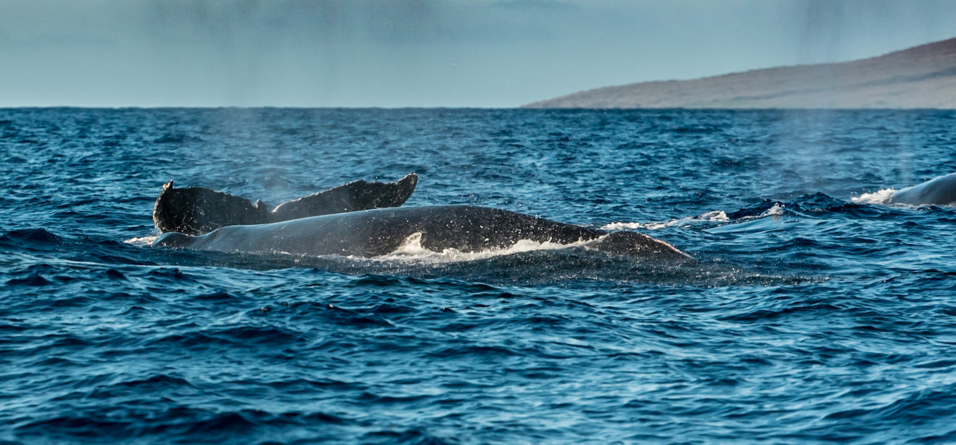 3 Whale Competition group-foreground male is the dominant whale protecting his claim from 2 other whales