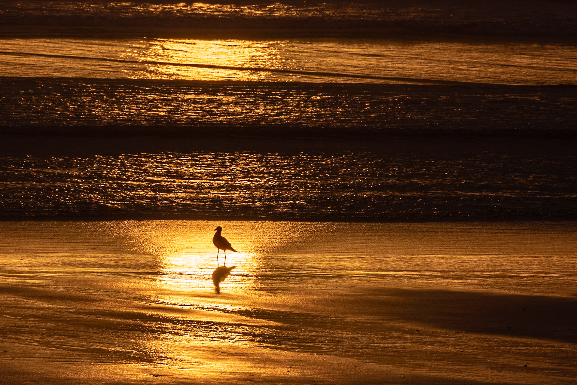 Seagull walking the waterline during sunset