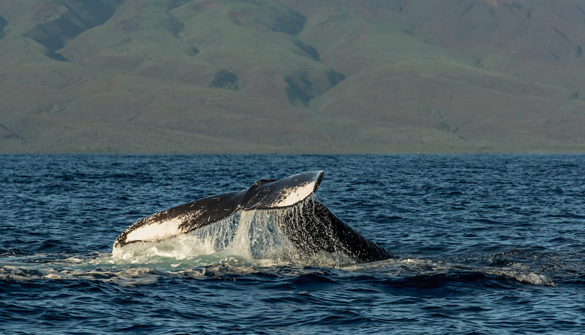 Researchers use the tail and dorsal fin markings to identify individuals