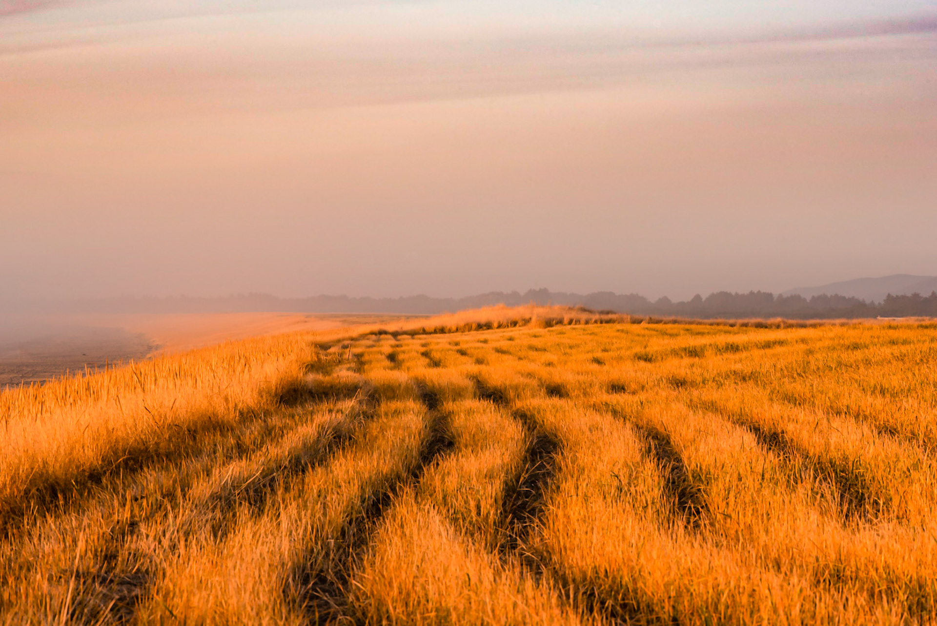 Winter Sunset Color on Del Rey Beach Dune Grass