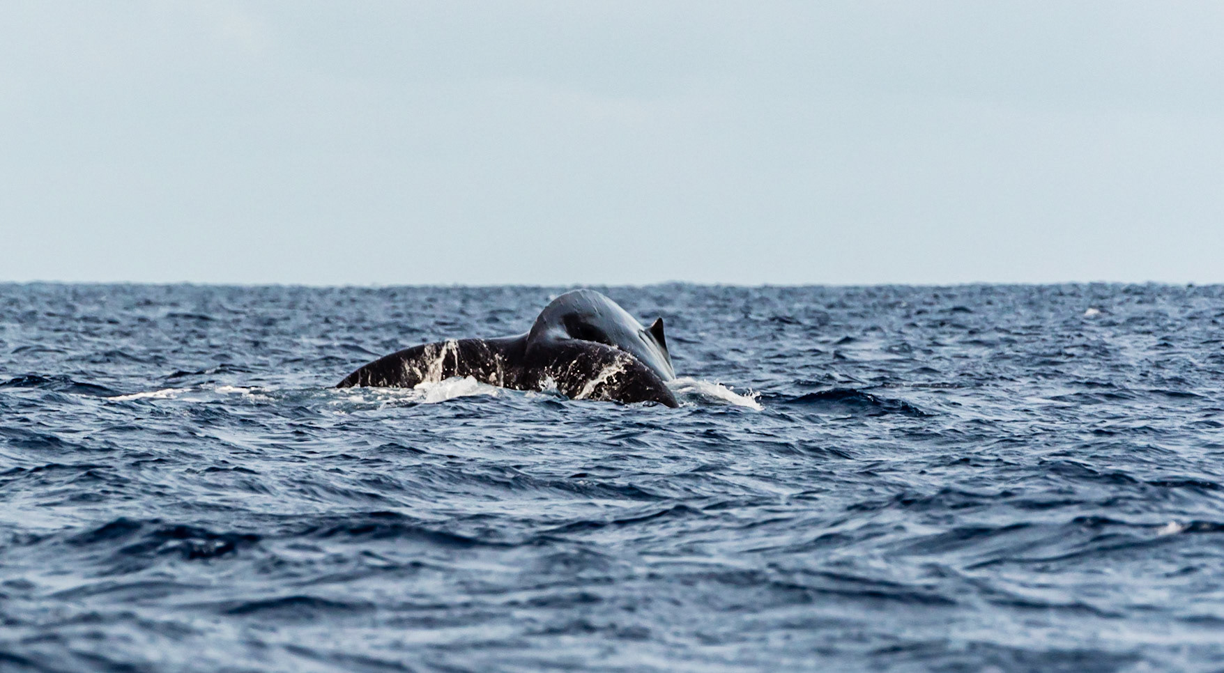 Males dueling on the surface and below