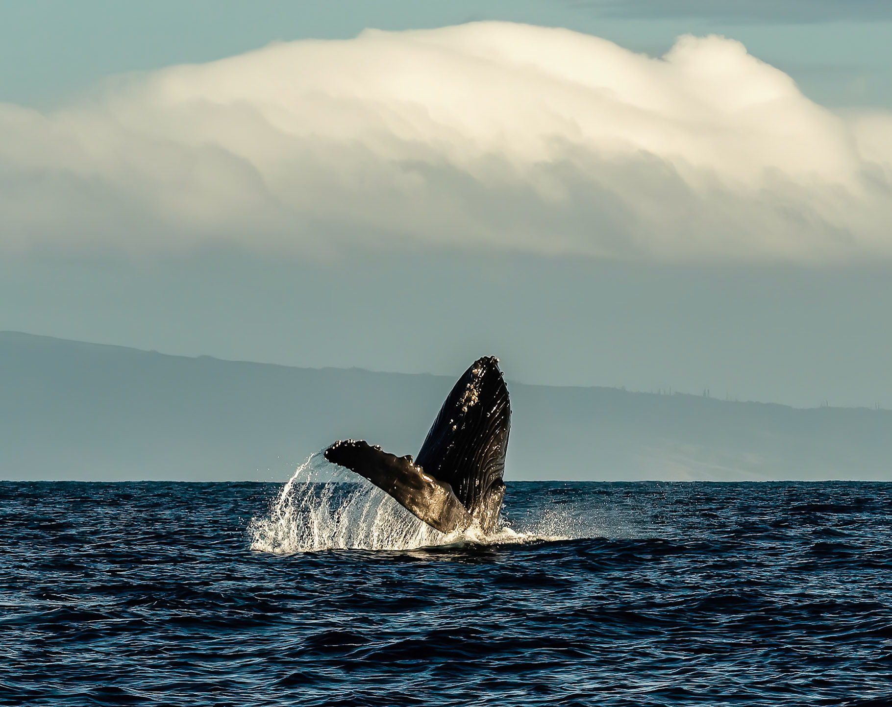 Maui Humpback Breach 2020