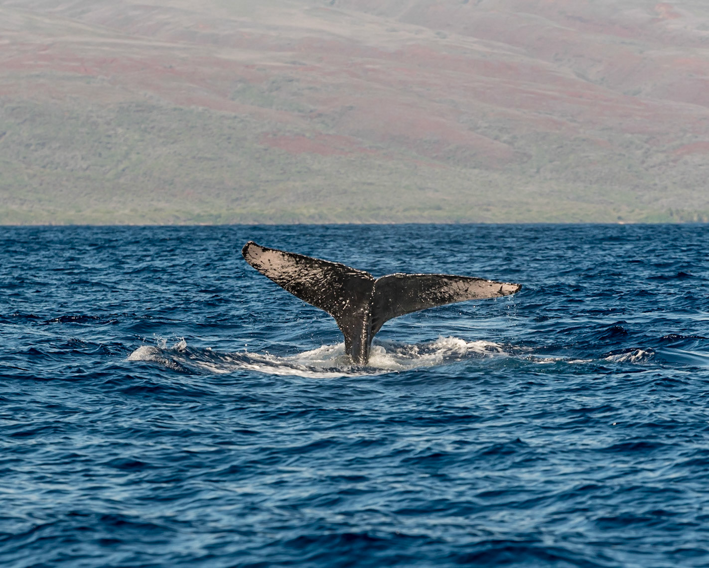 Humpback Tail pattern for ID
