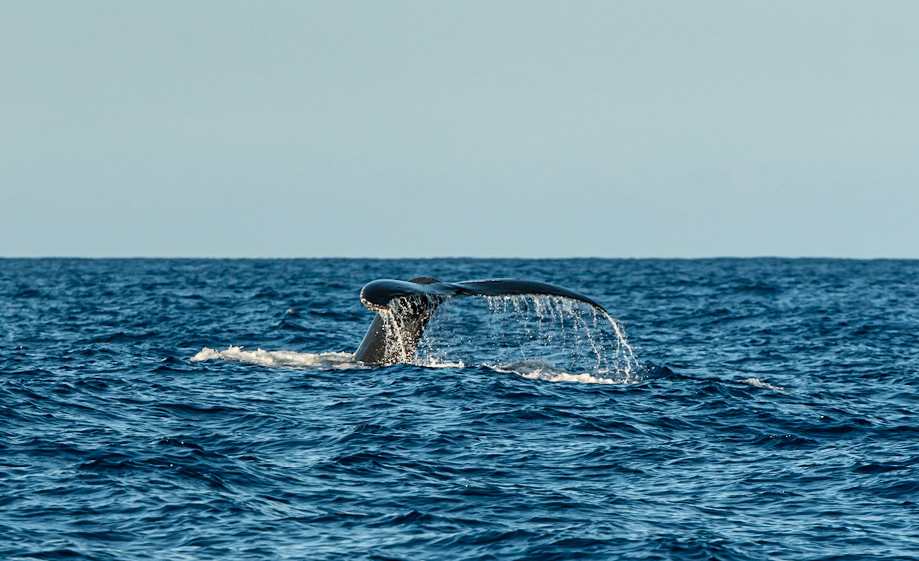 Humpback whale diving