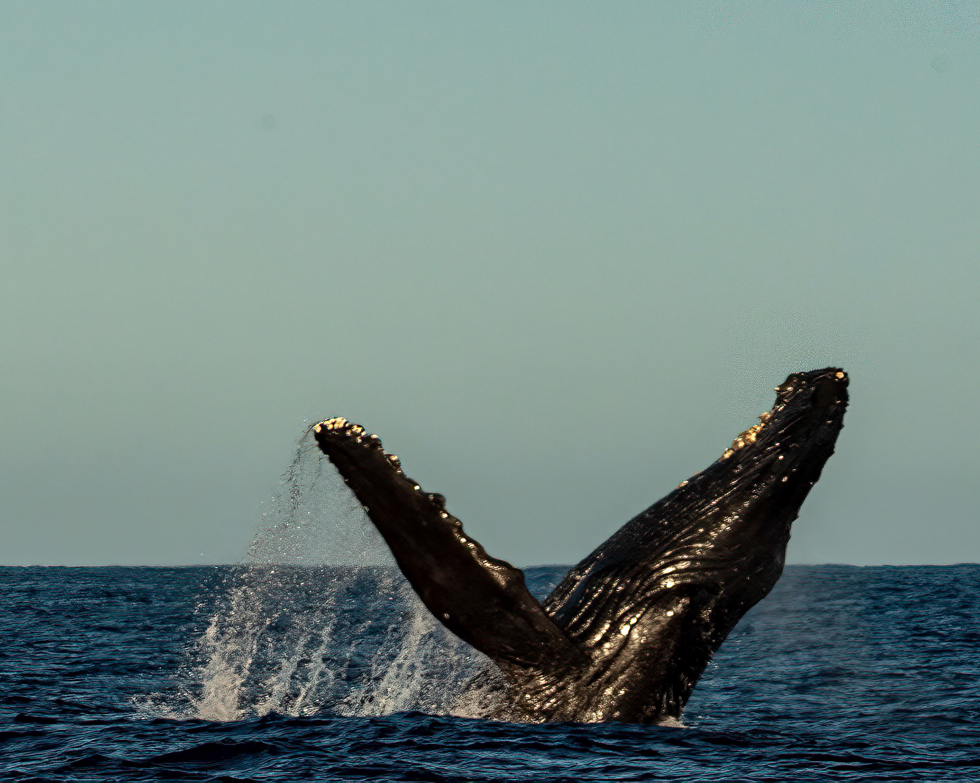 Humpback breaching south of Lahaina in mid channel (2020)