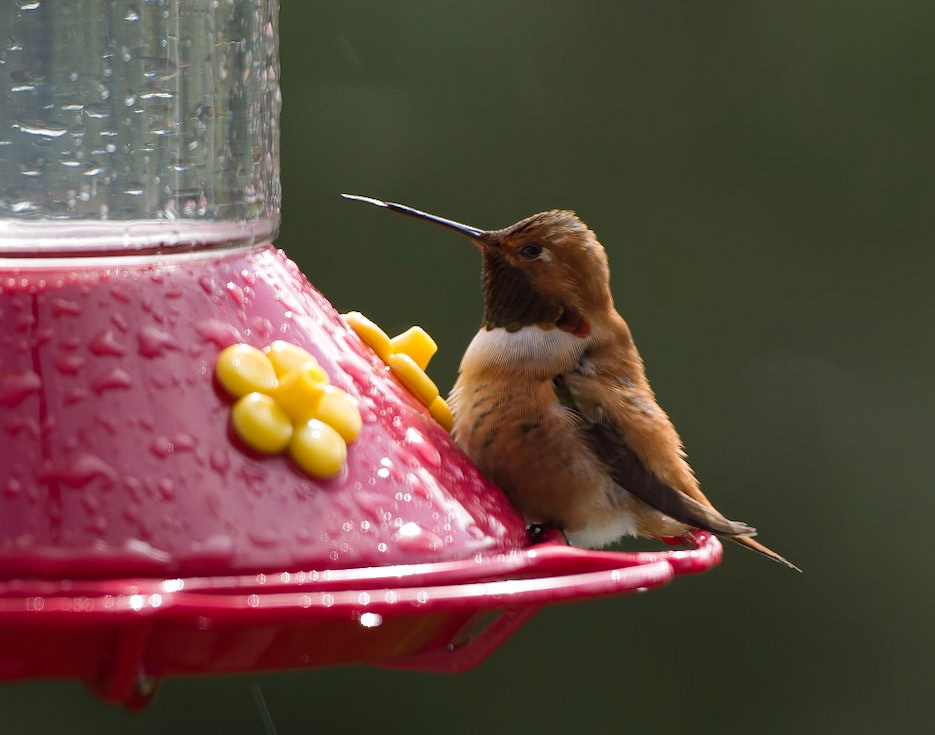 Tongue out after eating