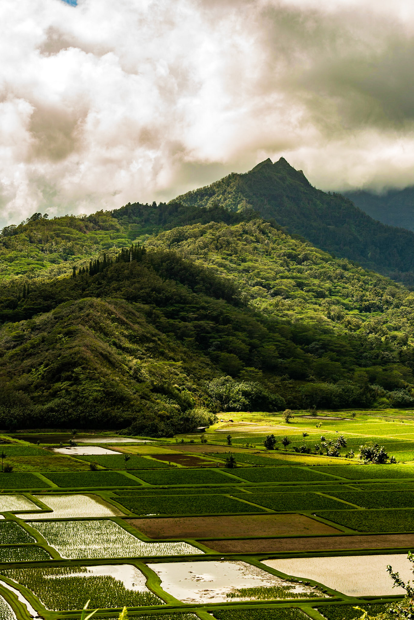 Kauai Agricultural Area