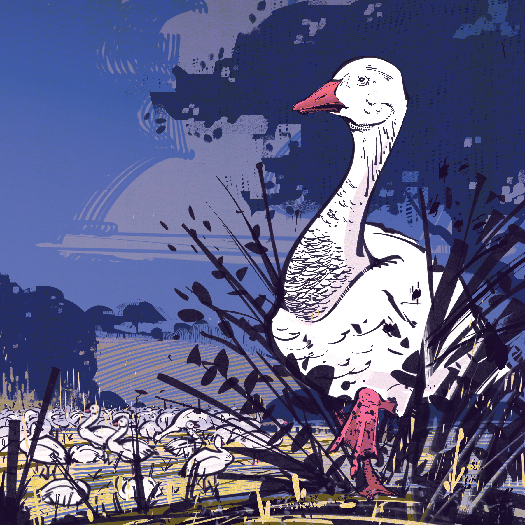 Snow Goose - BC Outdoors Magazine