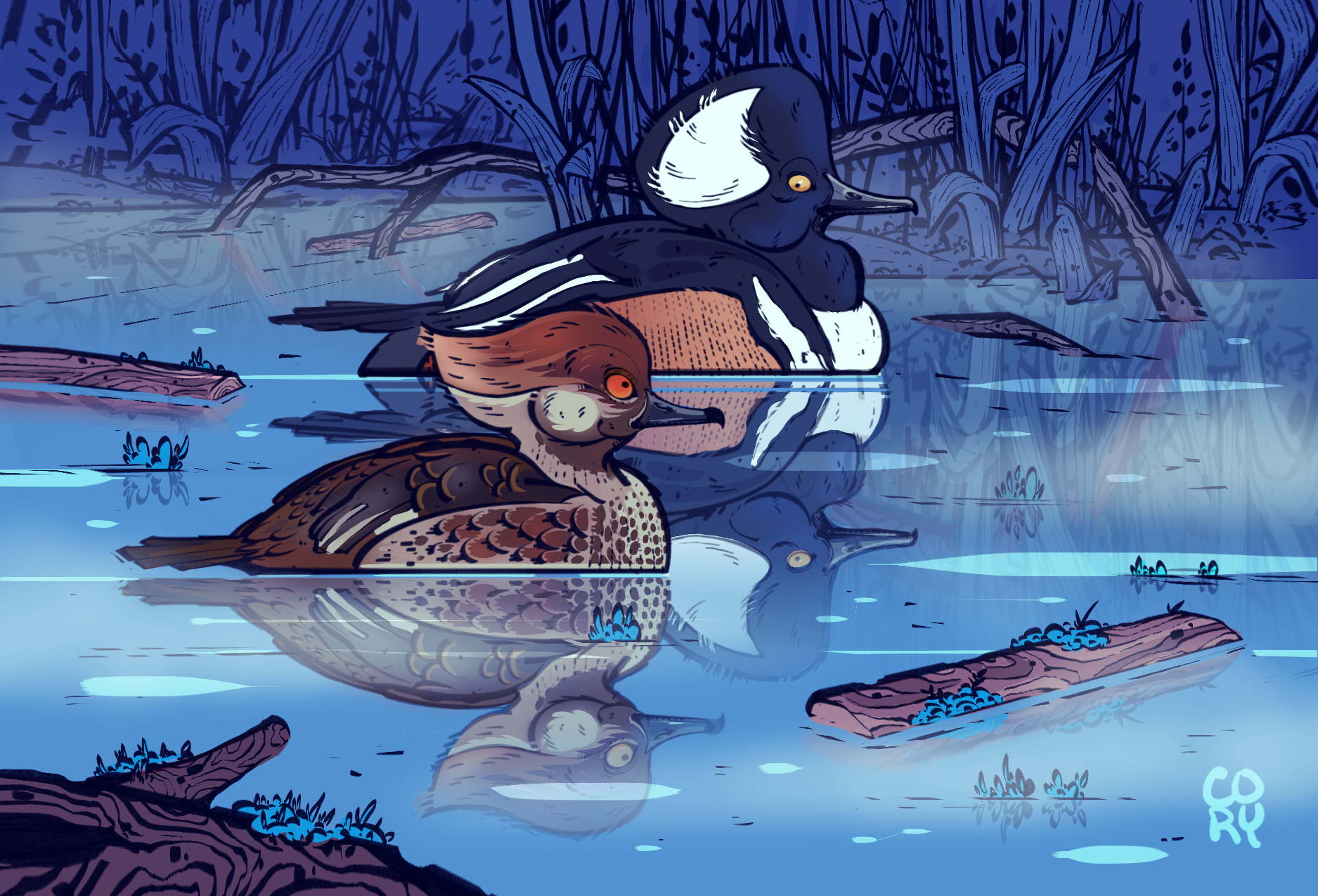The Stunning Hooded Merganser
