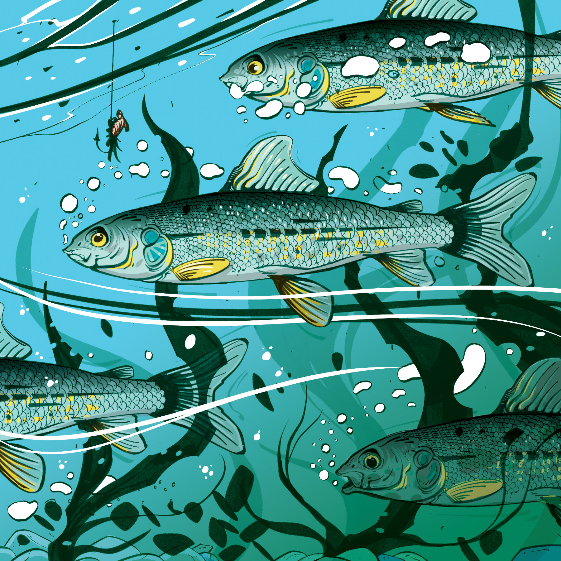 Mountain Whitefish - BC Outdoors Magazine