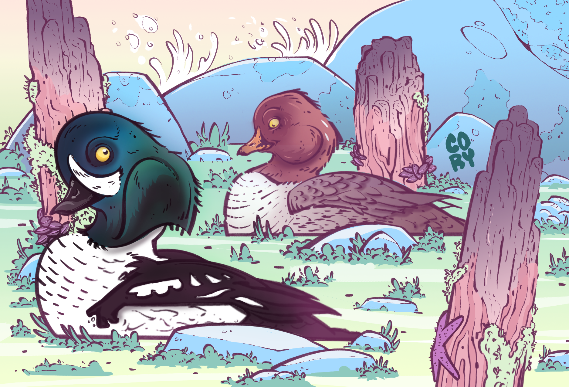 The Enchanting Barrow's Goldeneye
