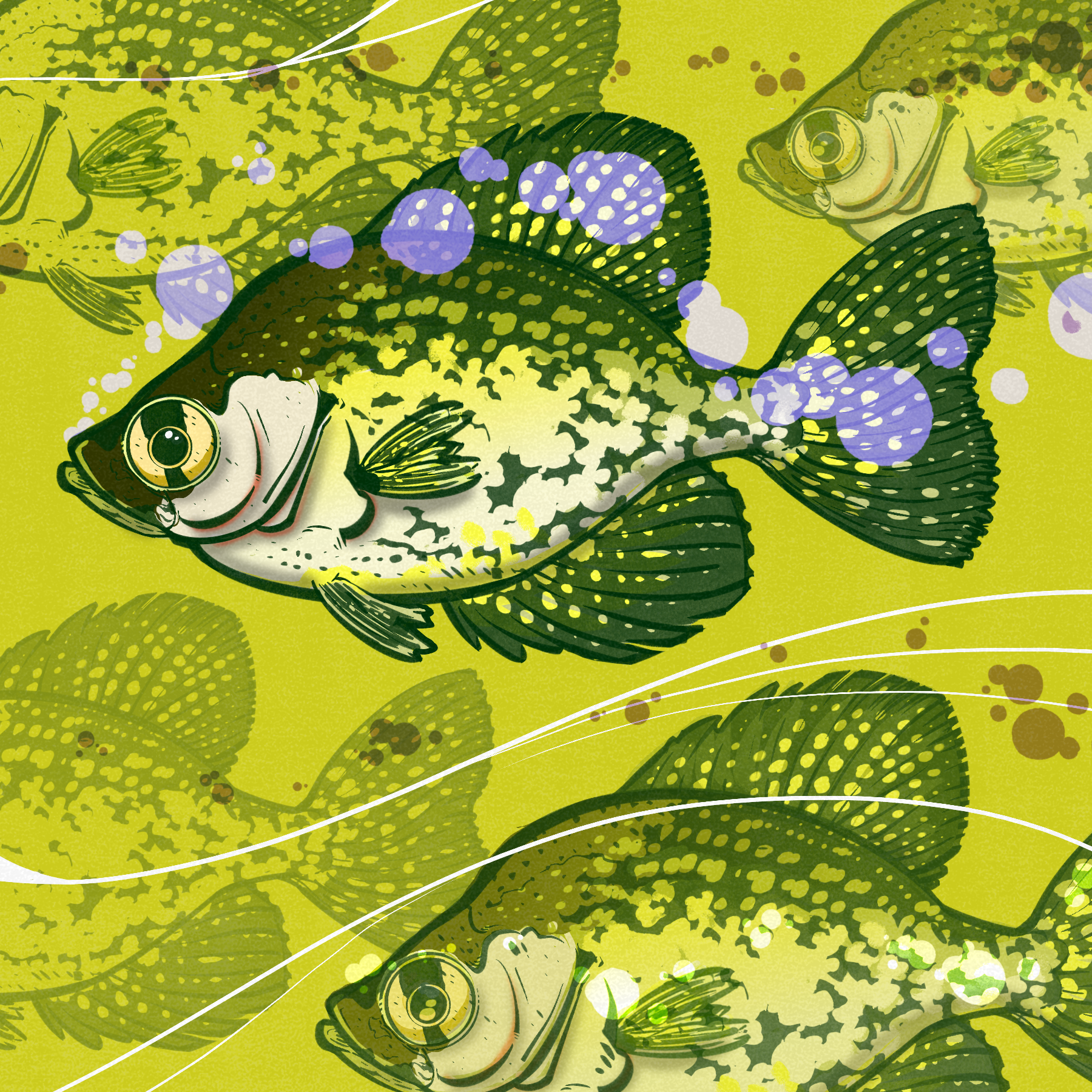 Crappie Fish - BC Outdoors Magazine