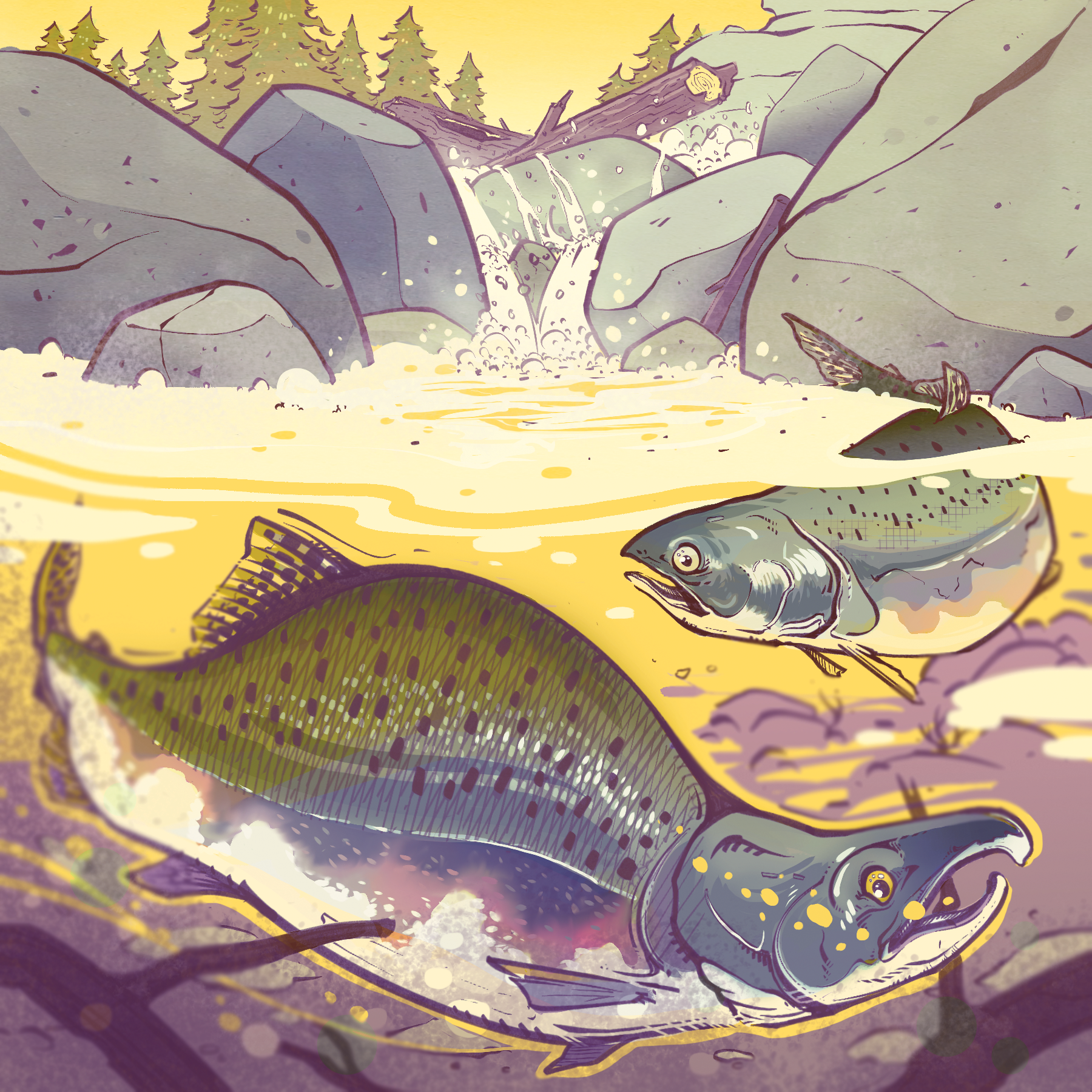 Pink Salmon - BC Outdoors magazine
