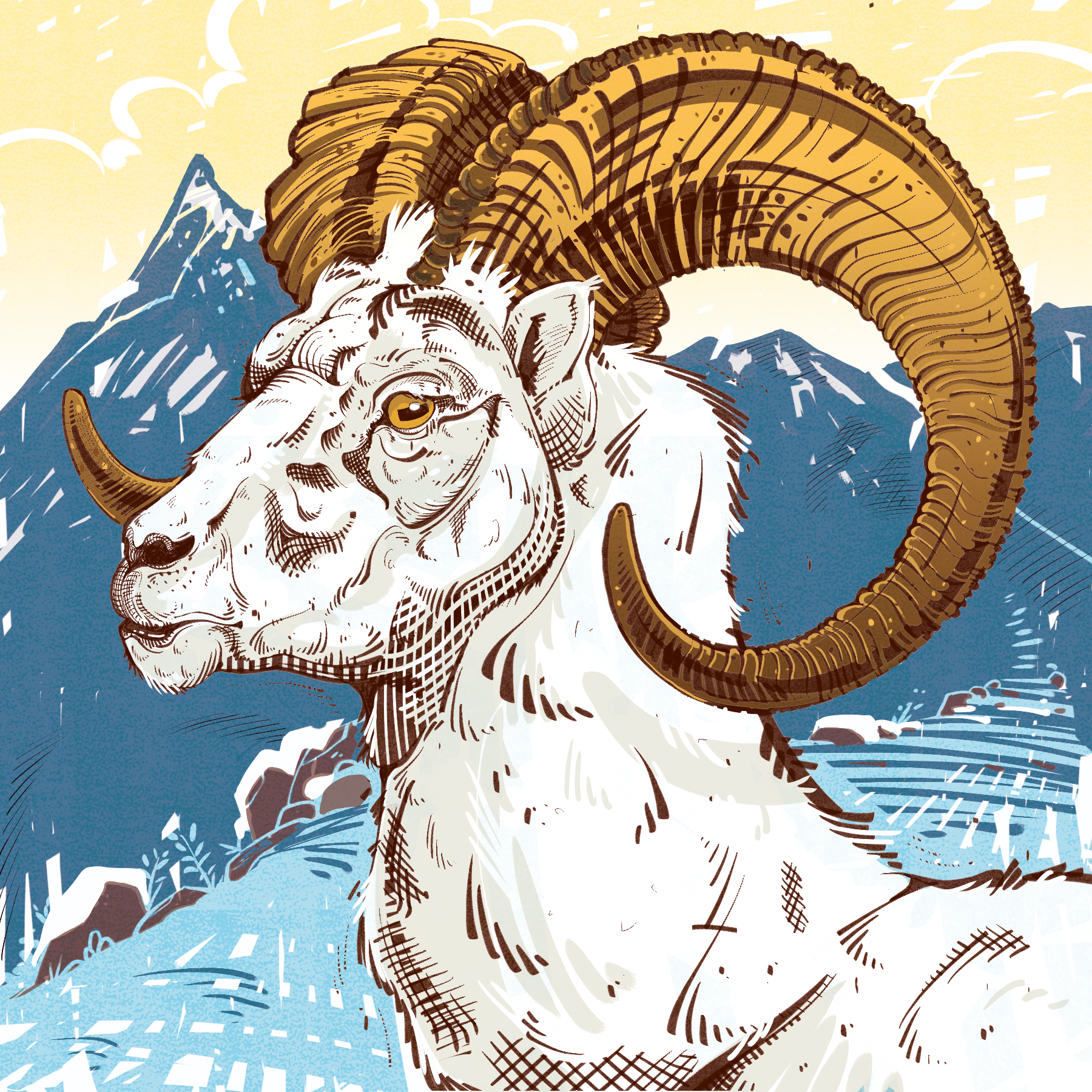 Thin Horn Sheep - BC Outdoors Magazine