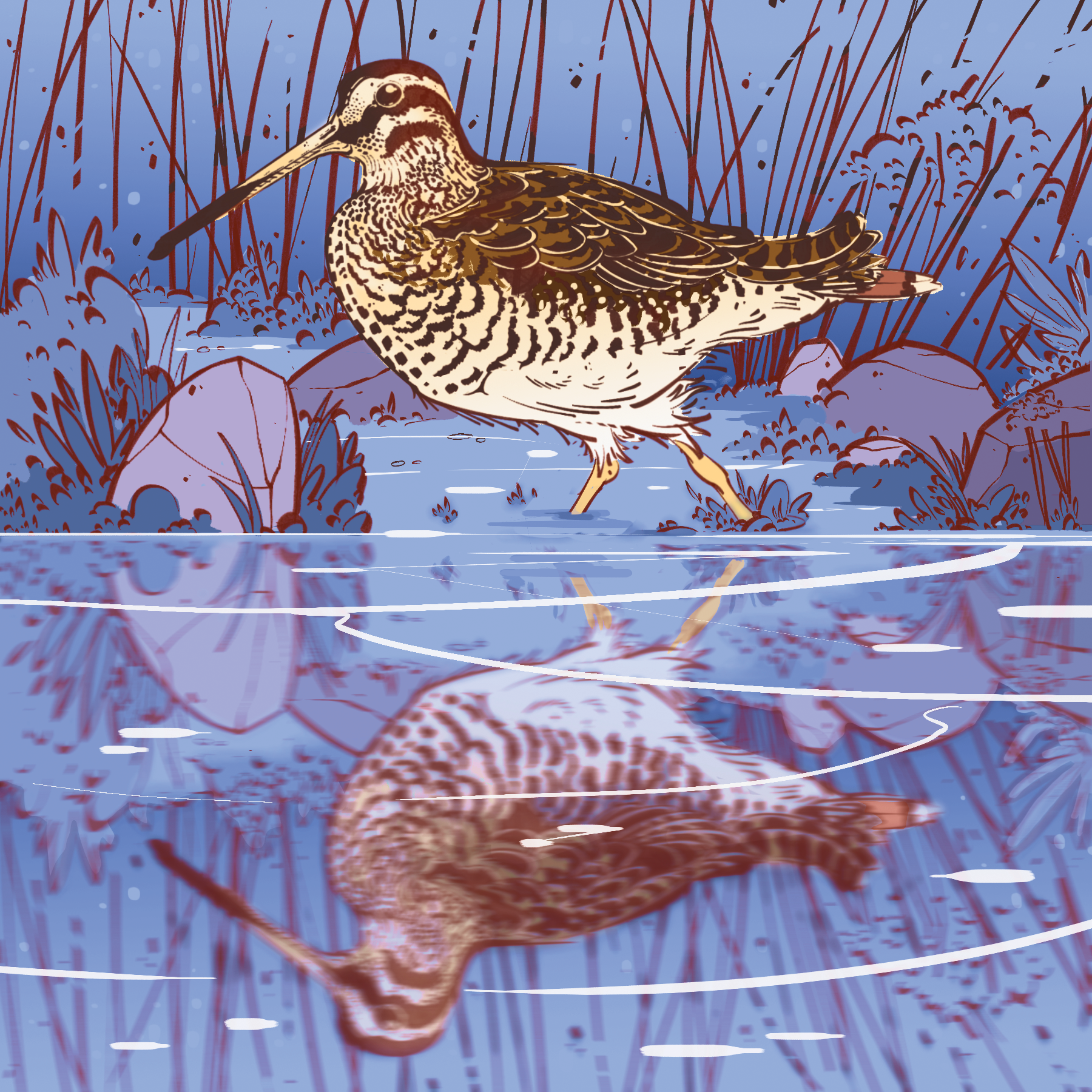 Snipe - BC Outdoors Magazine