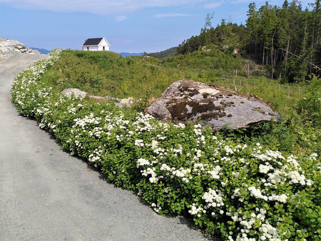 Den lange kvite hekken av bjørkebladspirea fører bort til kapellet, som ligg godt synleg frå porten, og med vakkert utsyn vestover fjorden. Juni 2023.