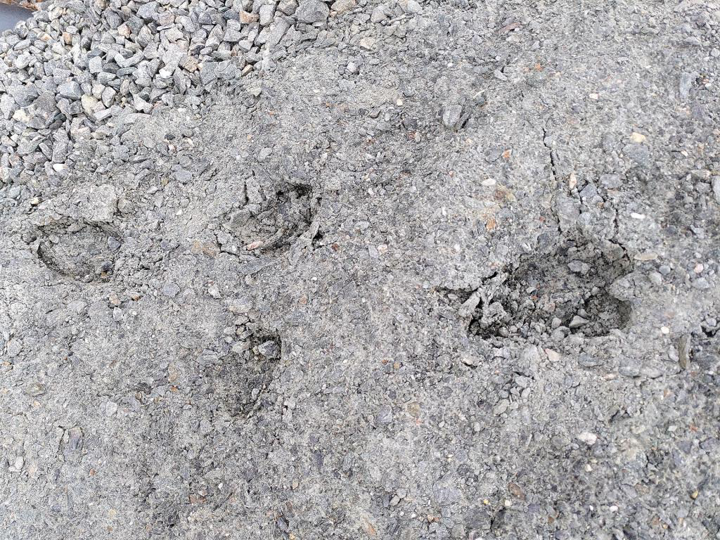 Og berre slik at ingen skal tru at porten og gjerdet rundt Gullhaug er berre til pynt: Desse hjortefara blei observerte like utanfor porten på sjølvaste 17. mai.