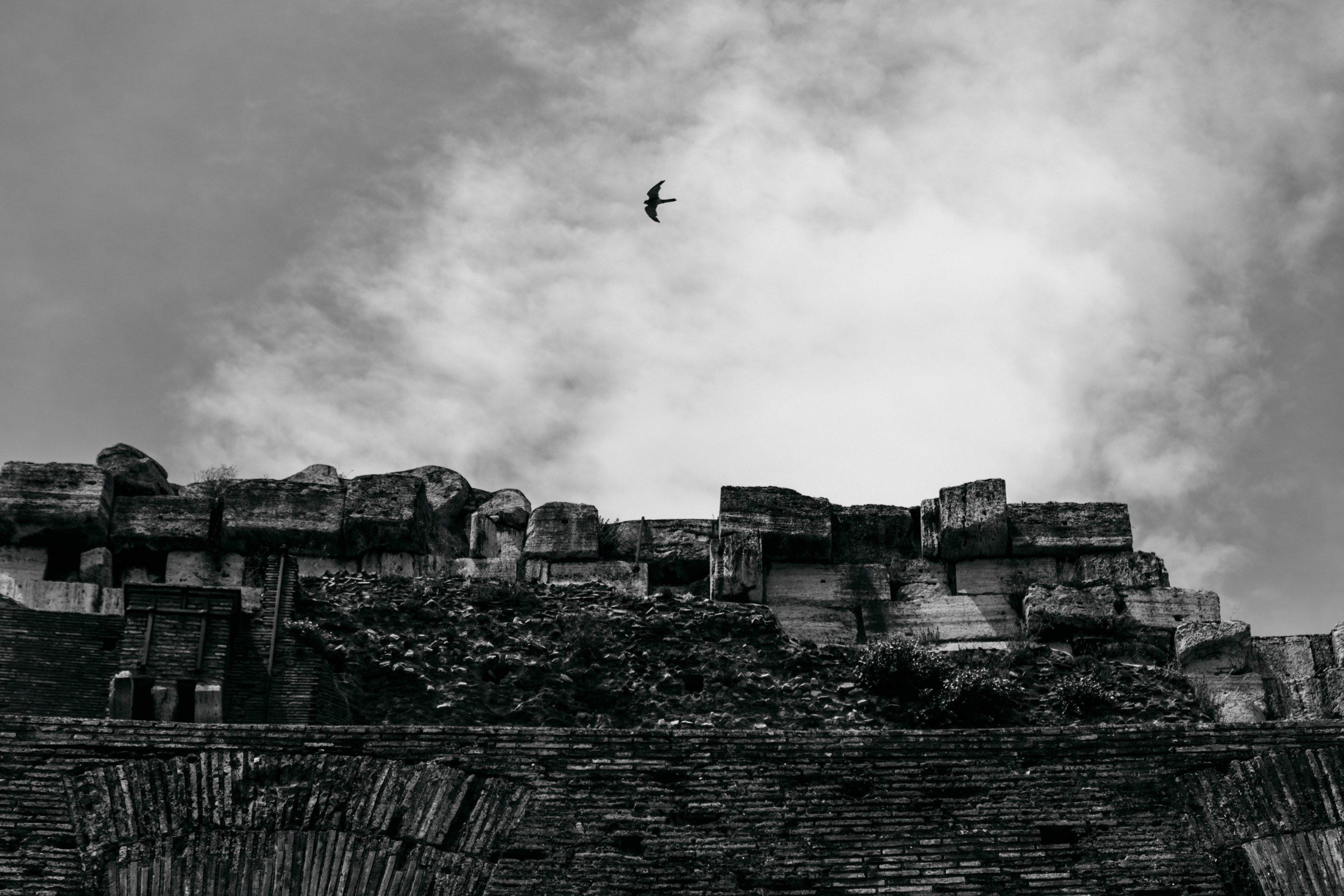 Ave sobrevolando el Coliseo Romano