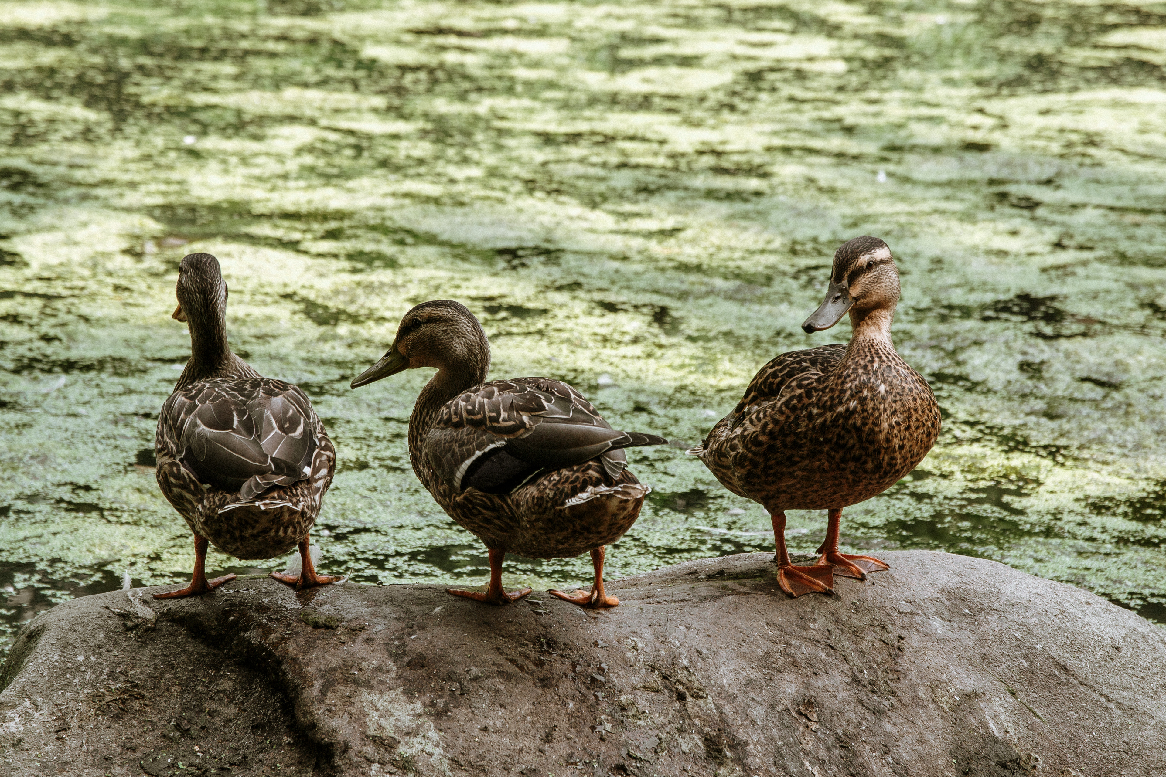 Tres patitos en Central Park