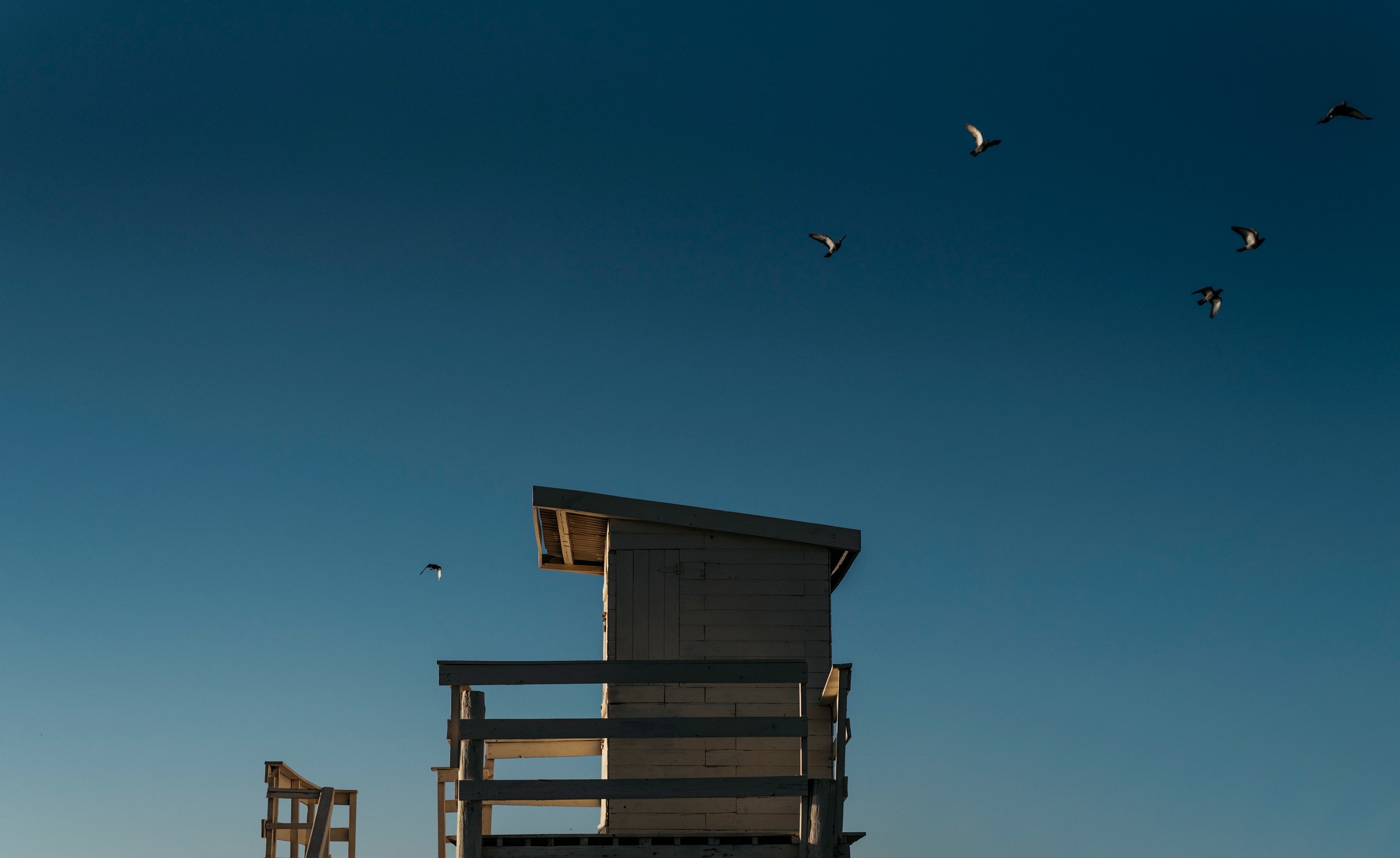 Pájaros en la costa