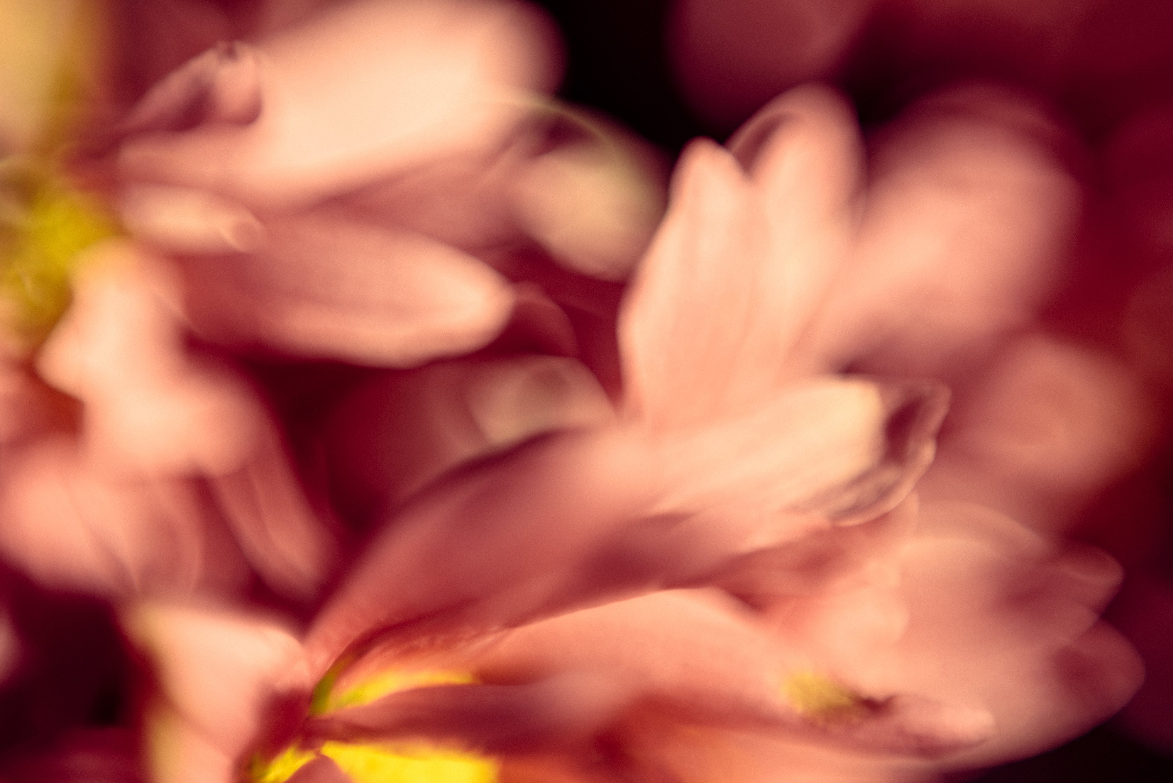 Flores bailando