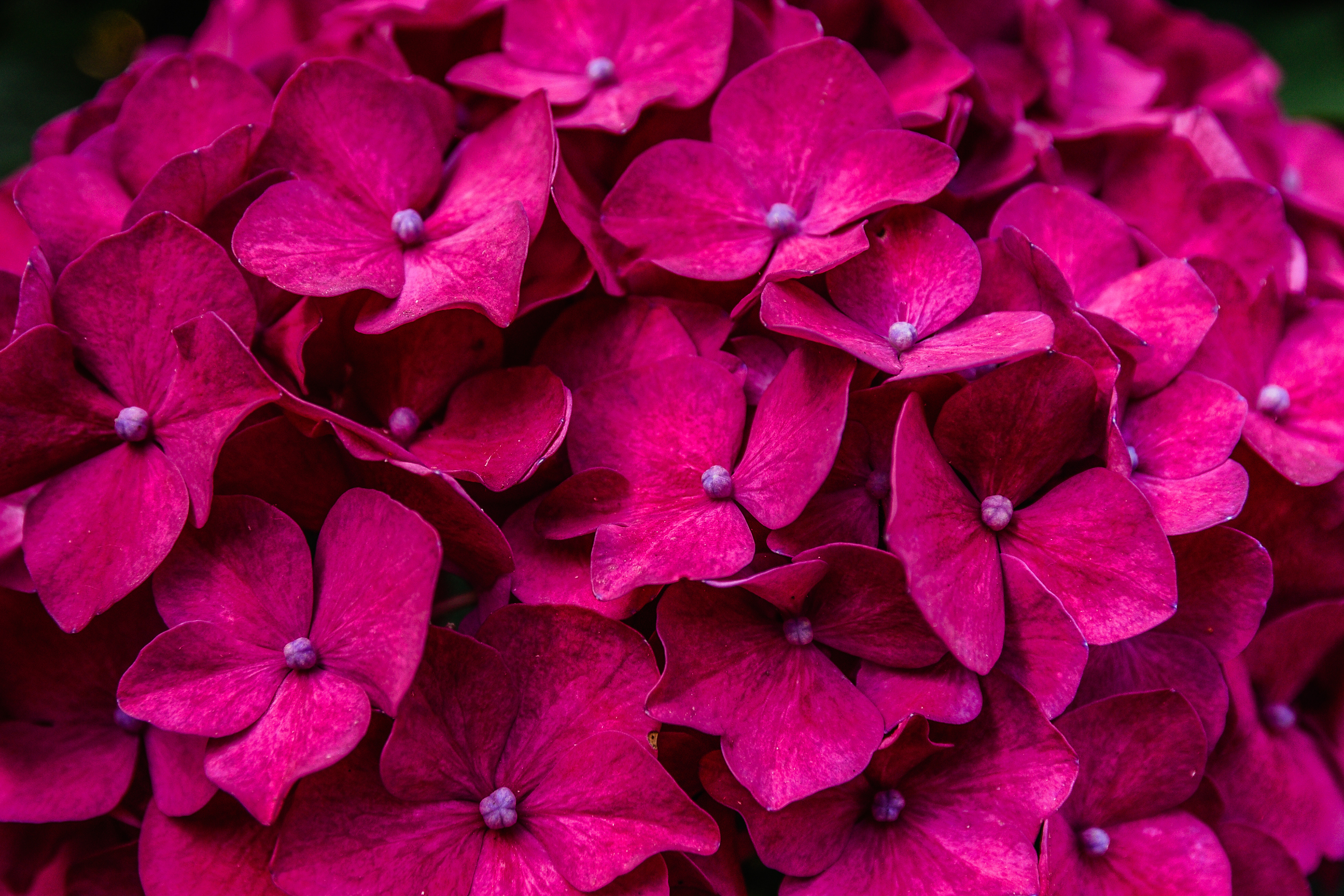 Fucsias