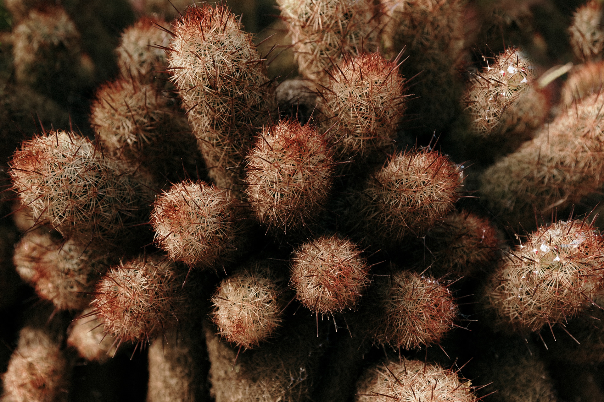 Cactus Michele