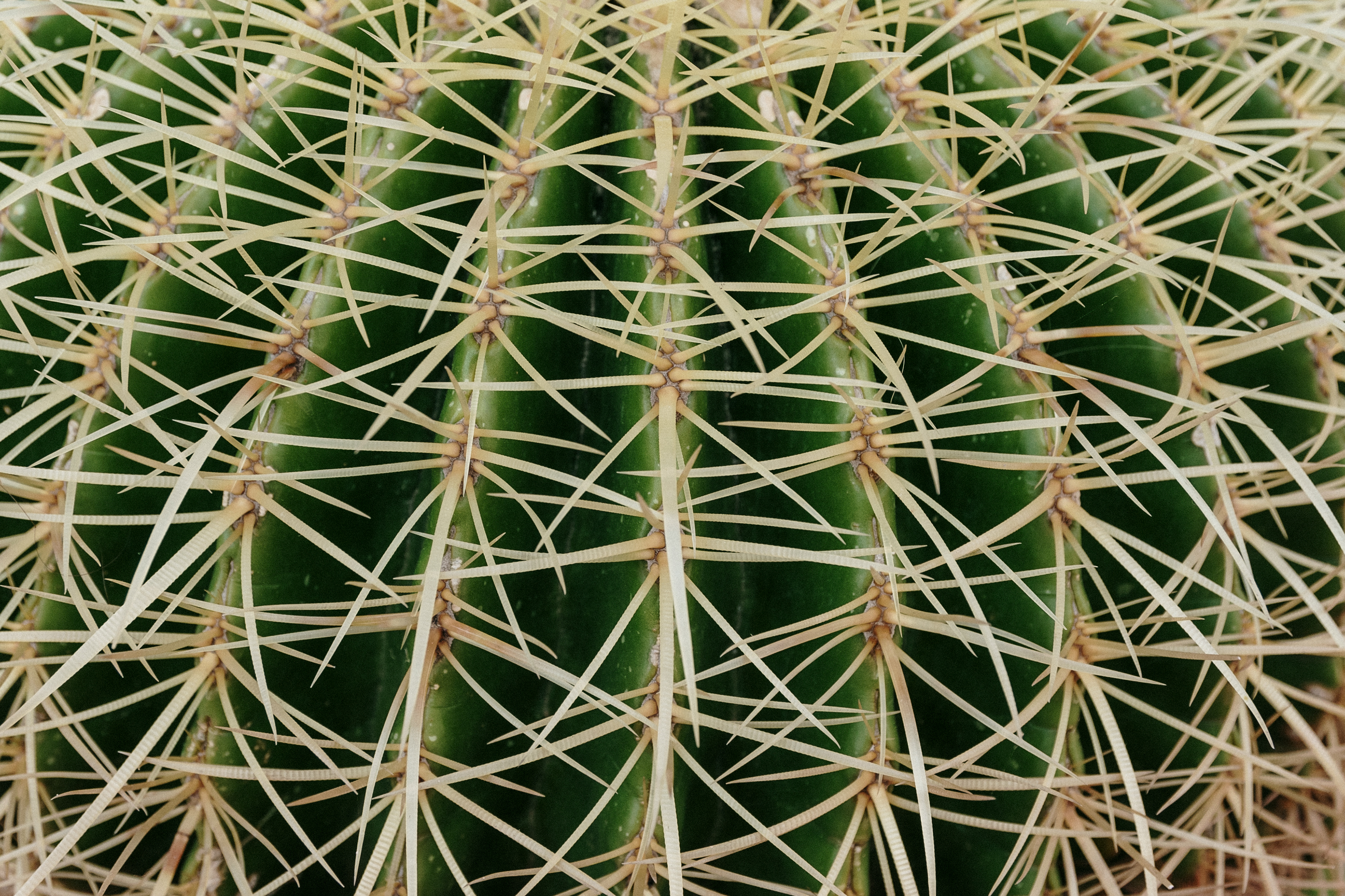 Cactus de Margherita