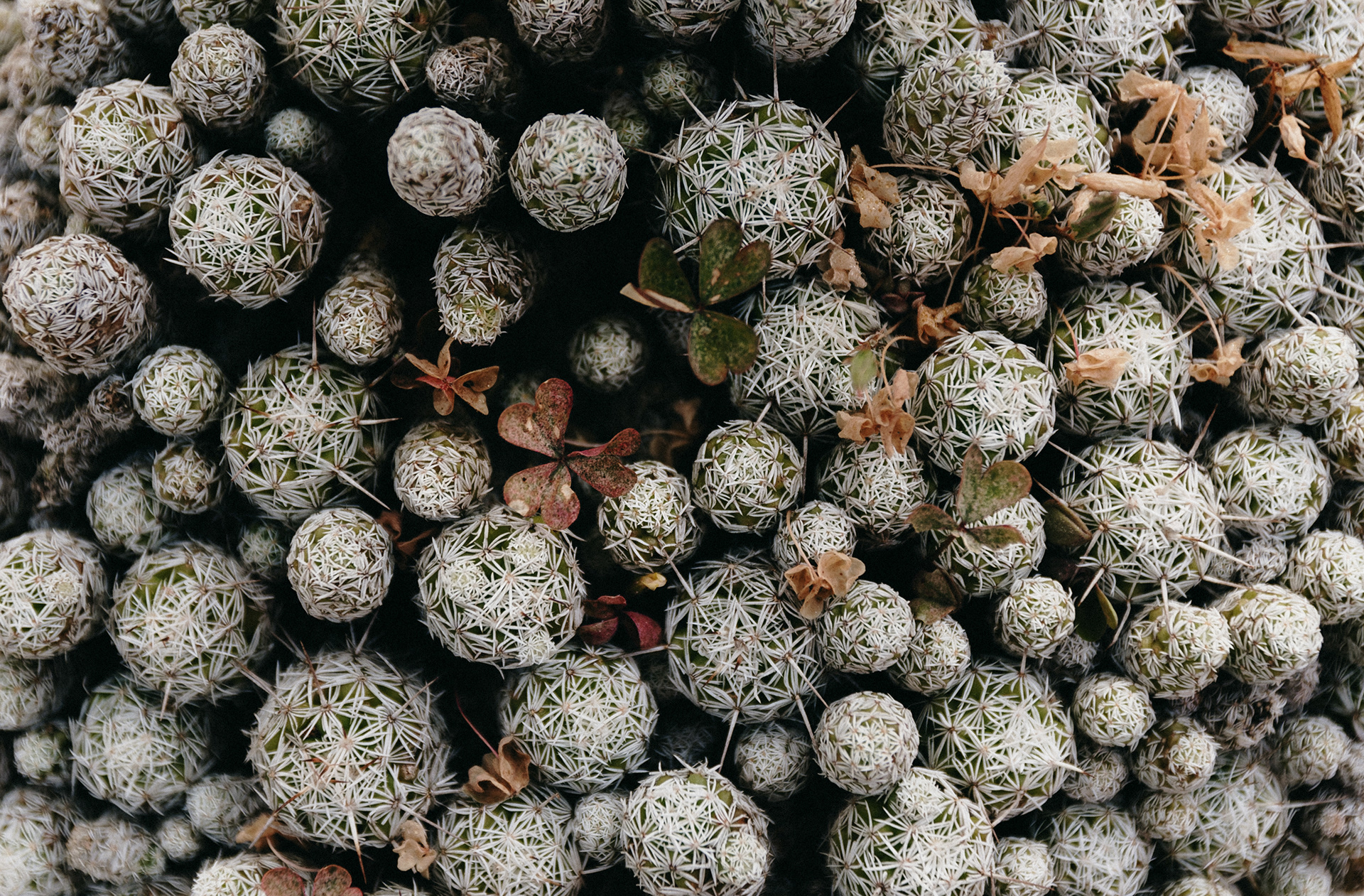 Cactus blanco