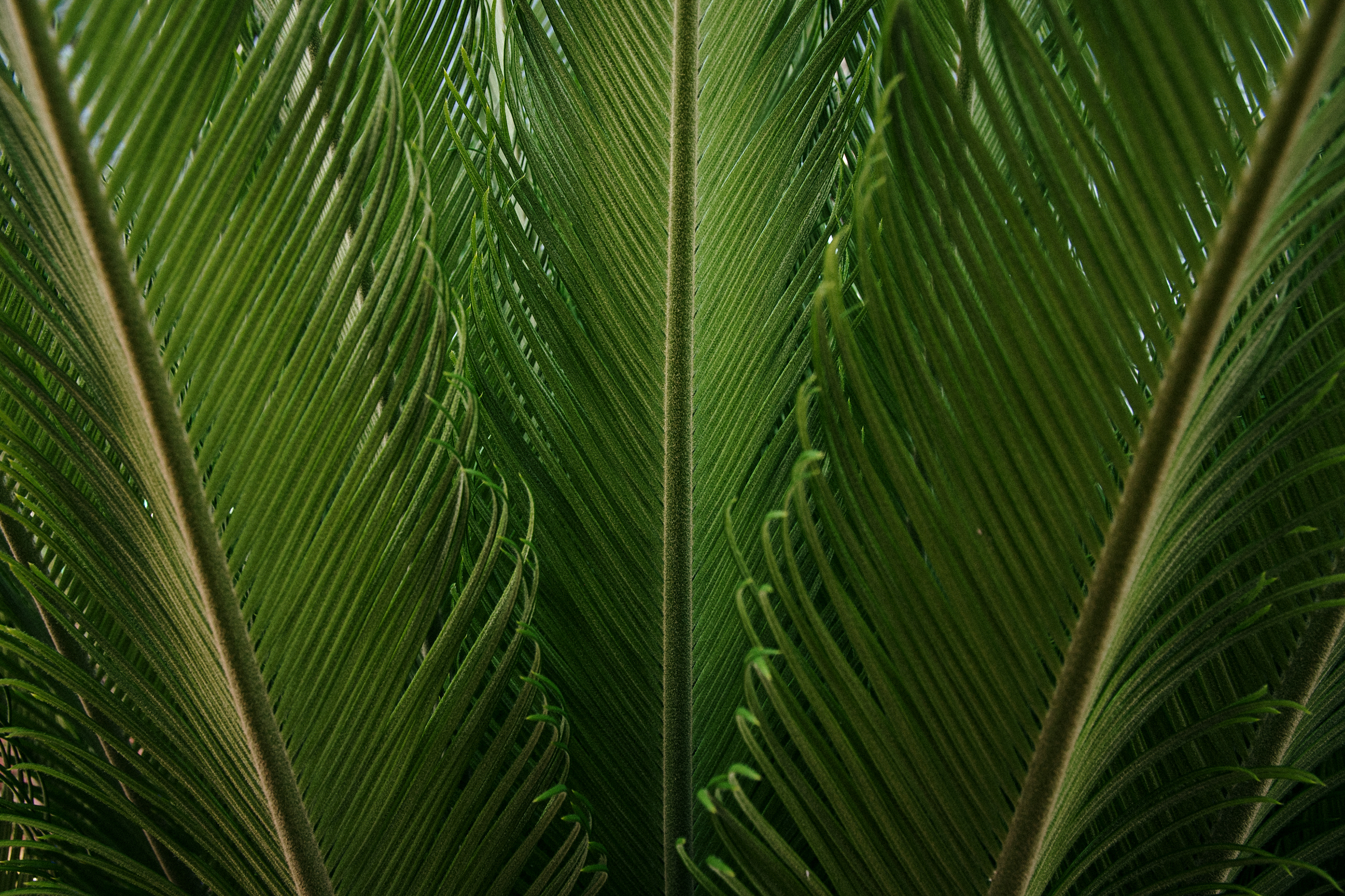 Terciopelo