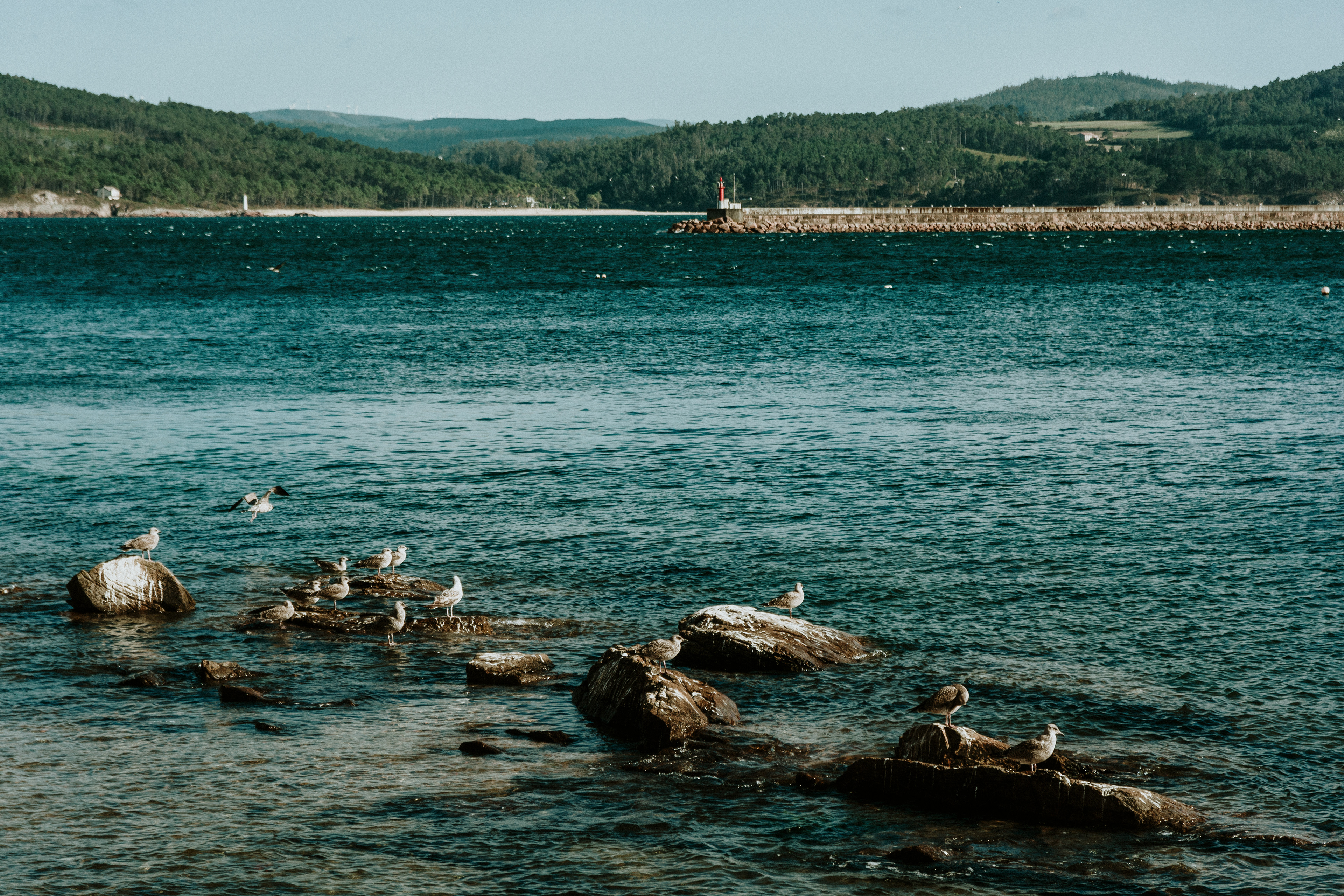 Gaviotas en color