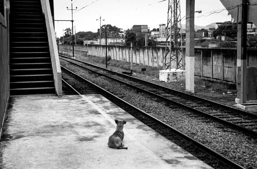 Train Station Dog