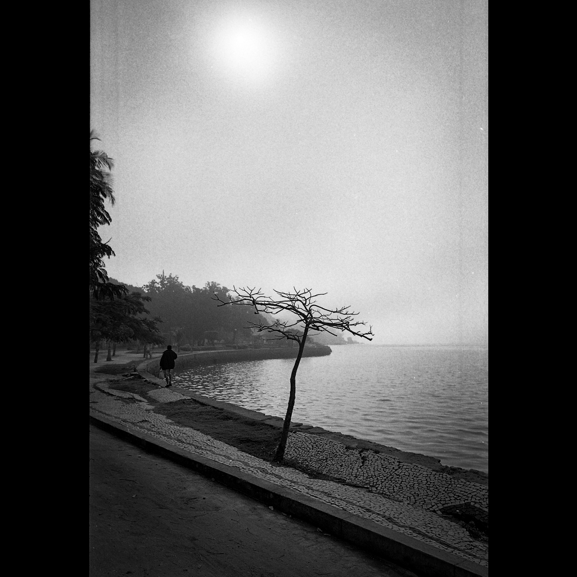 Tree and Sun