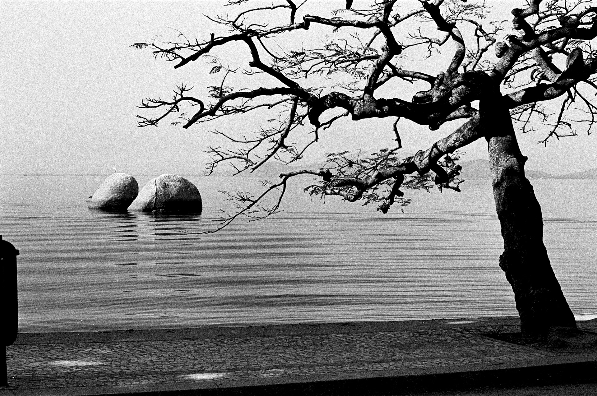 Tree and Boulders