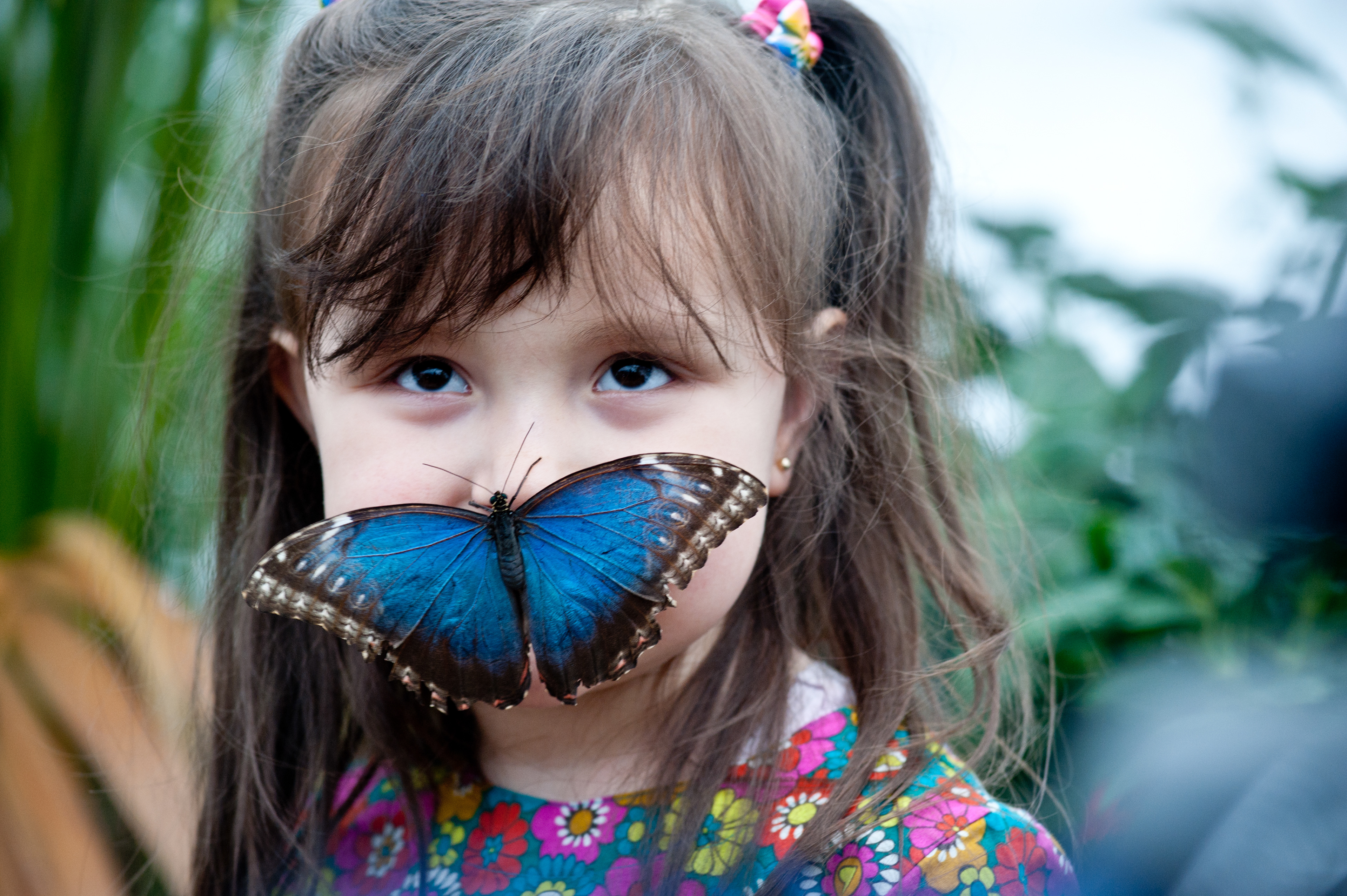 London, UK - 25 March 2013: A child comes face to face with species from all over the globe including the spectacular swallowtail, the beautiful blue morpho, the magnificent moon moth and many more, originating from Africa, Southeast Asia and North and South America.  Fotografo Milano - Photographer Milan 