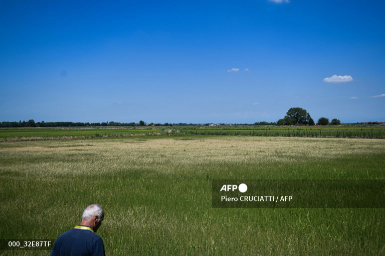 Mauro Nuvolone of agricultural company Fonio, walks in a dry paddy field in Sozzago, near Novara, northern Italy on July 11, 2022. The worst drought affecting Italy in the past 70 years is causing devastating effects on rice fields and other crops of northern Italy with estimated losses of over 30% of the harvest. (Photo by Piero CRUCIATTI / AFP)