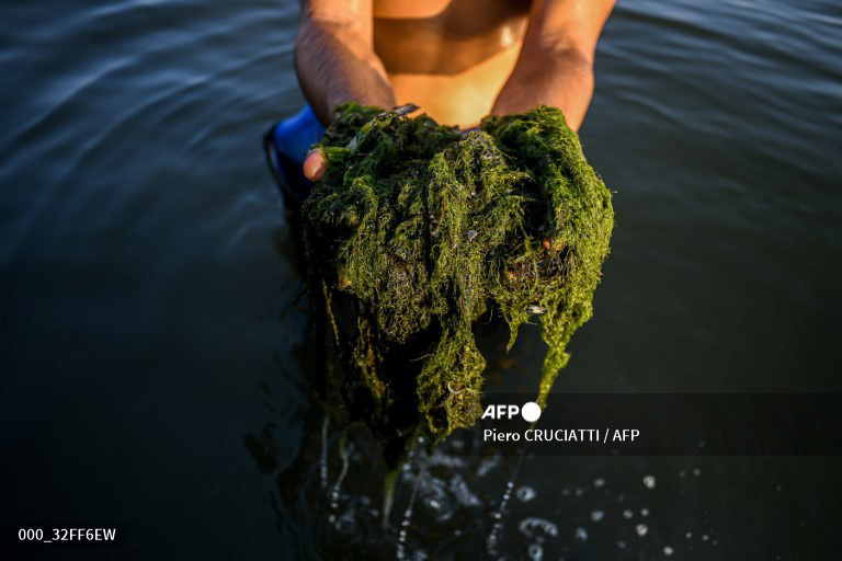 Fabio Pezzolati, 25, shows algae in the water while harvesting clams on the lagoon of Goro, about 100 km south of Venice, on the early morning of July 25, 2022. The recent drought has increased the salinity of the lagoon's waters, favouring the proliferation of algaes that absorb oxygen putting at risk the life of clams and mussels. (Photo by Piero CRUCIATTI / AFP).