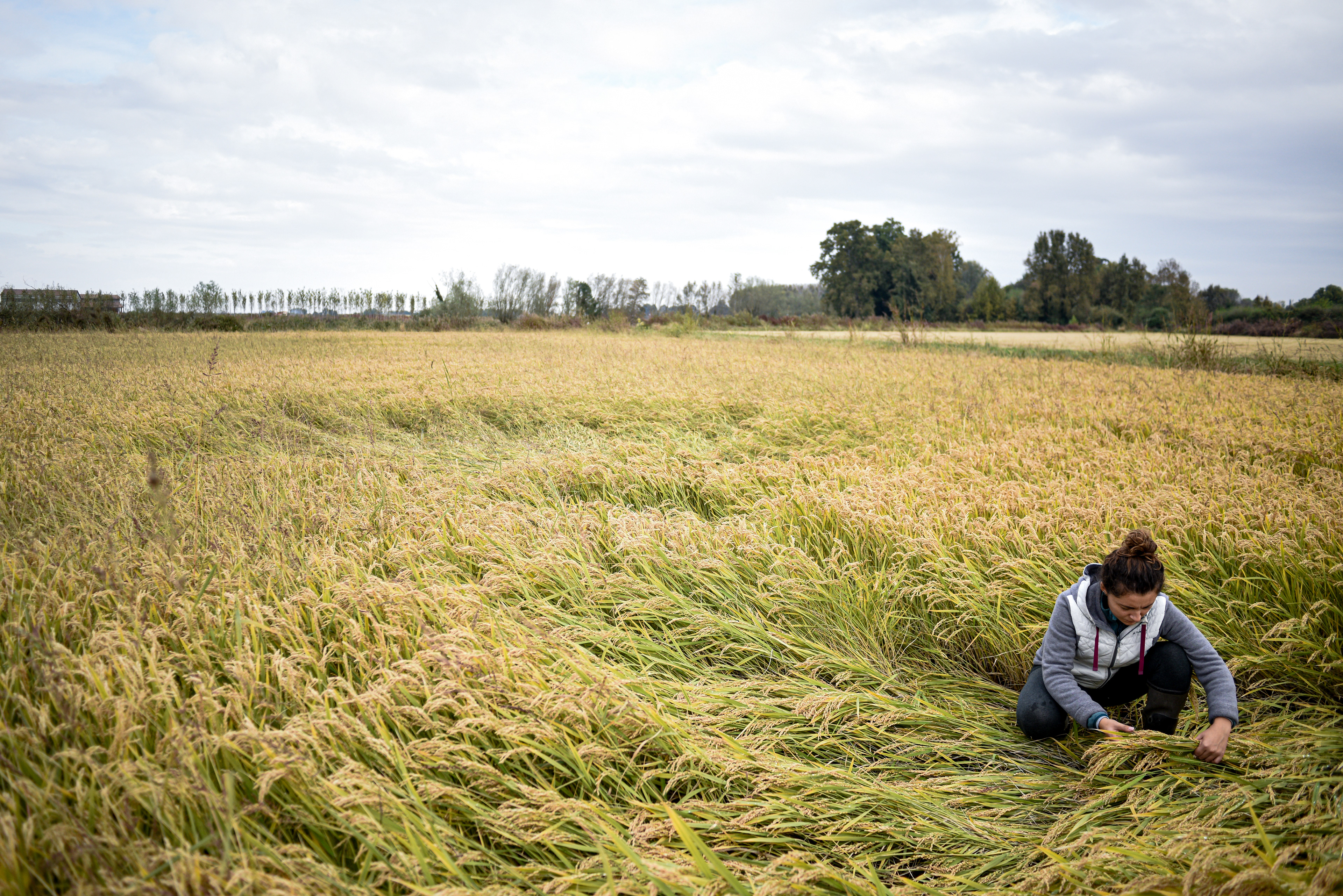 Rice producer, Noemi Leva, 24, checks rice plants and counts damages after devastating floods hit the Lomellina region in Langosco, Northern Italy on 6 October 2020. Piero Cruciatti / AFP Photo Fotografo Milano - Photographer Milan