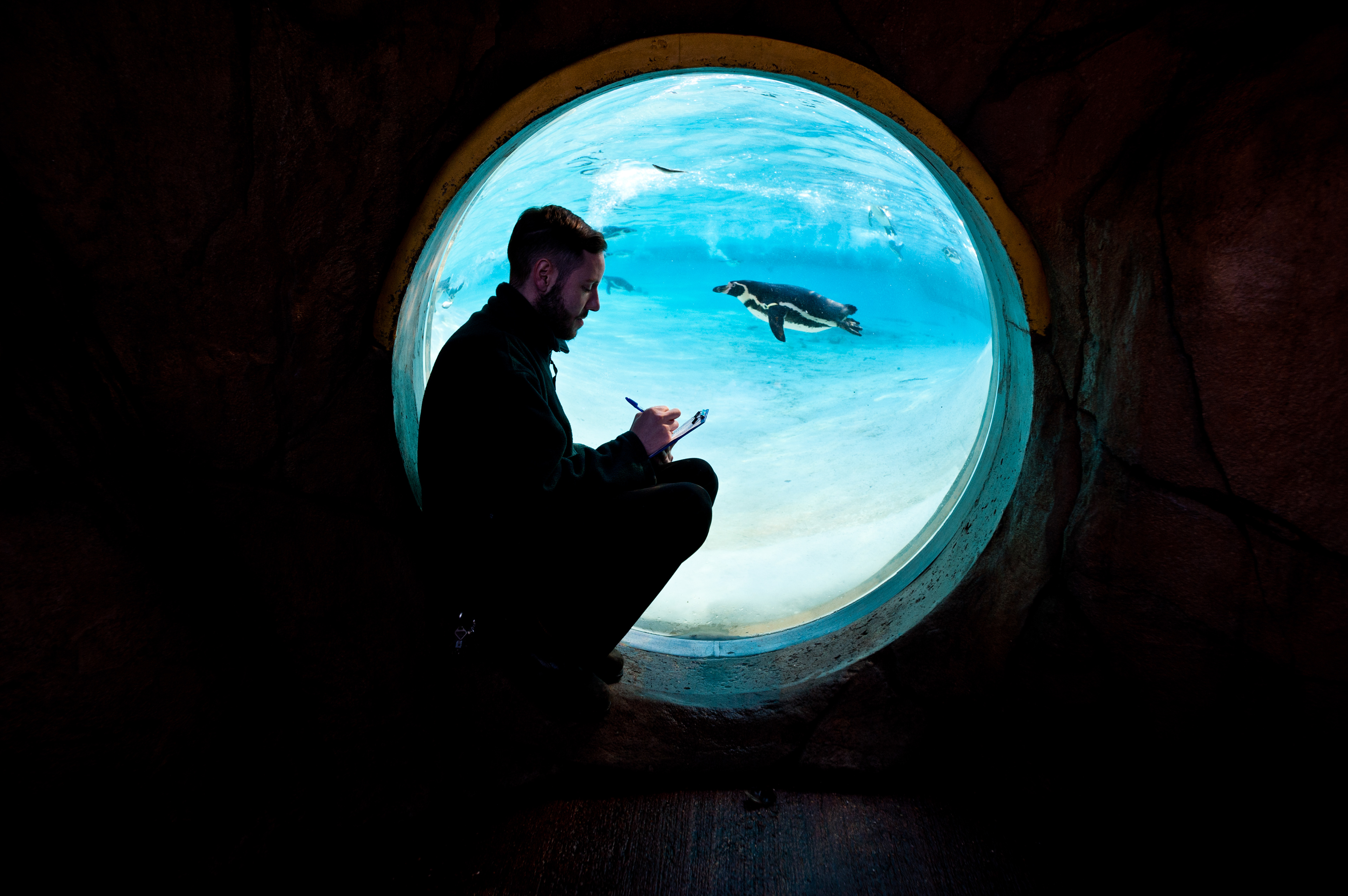London, UK - 2 January 2014: a zookeeper counts penguins during the annual animal stocktake at ZSL London Zoo. The compulsory count is required as part of ZSL London Zoo’s zoo license and the results are logged into the International Species Information System (ISIS), where the data is shared with zoos around the world and used to manage the international breeding programmes for endangered animals. Fotografo Milano - Photographer Milan