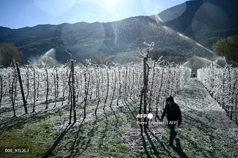 A tree grower walks past apple trees which are covered with a layer of ice, after being artificially watered to protect from the frost, at their orchard in La Palazzetta, a village located some 100km from Milan, on April 8, 2021. The ice coat is supposed to protect the delicate blossoms from cold temperatures and spring freezes that have hit Italy in the last two days. (Photo by Piero Cruciatti / AFP)
