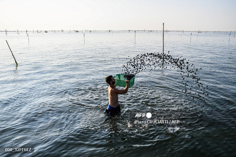 Fabio Pezzolati, 25, throws juvenile clams back into the water on the lagoon of Goro, about 100 km south of Venice, on the early morning of July 25, 2022. The recent drought has increased the salinity of the lagoon's waters, favouring the proliferation of algaes that absorb oxygen putting at risk the life of clams and mussels. (Photo by Piero CRUCIATTI / AFP) 