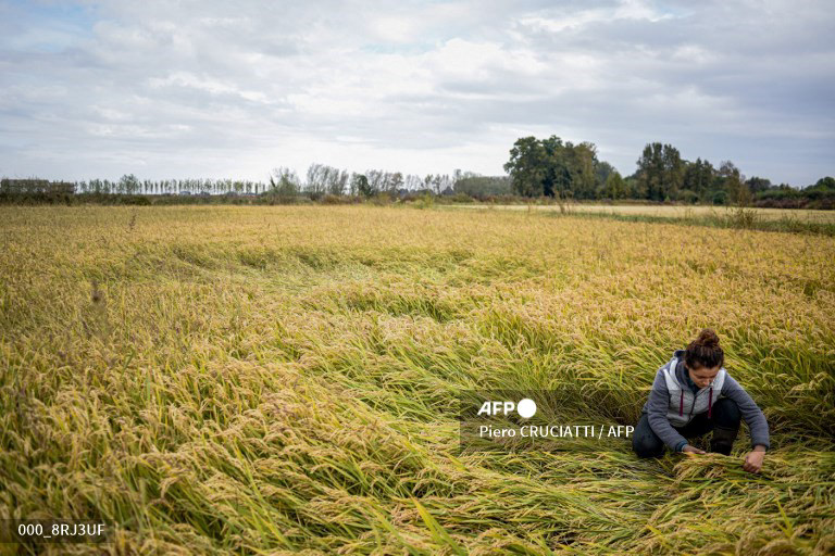 Rice producer Noemi Leva, 24, checks rice plants and assesses damages after devastating floods hit the Lomellina region in Langosco, Lombardy, on October 6, 2020. (Photo by Piero CRUCIATTI / AFP)