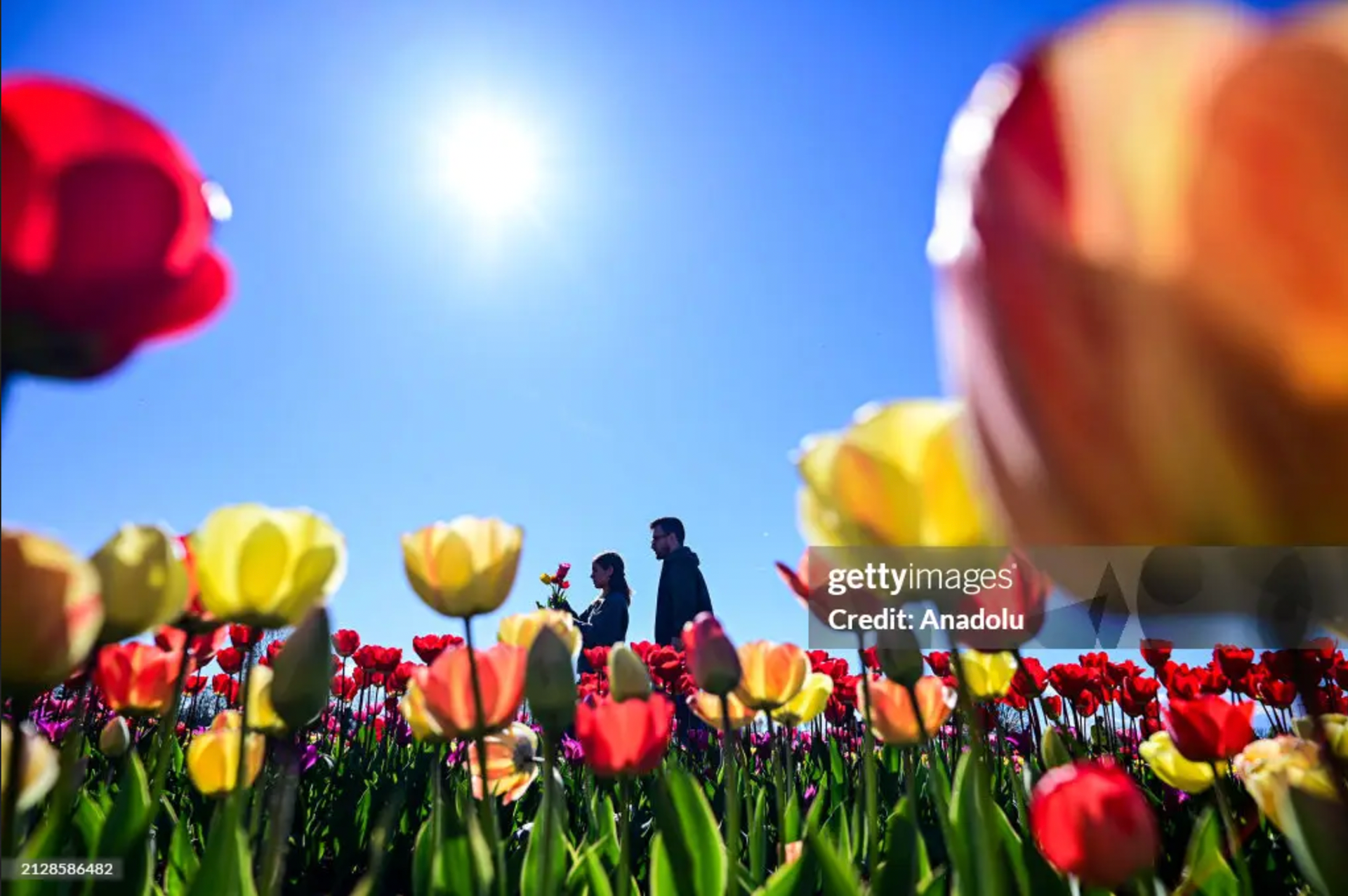 MILAN, ITALY - APRIL 2: People walk amidst tulips in a Tulipani Italiani field in Arese, near Milan, Italy on April 2, 2024. Over 500.000 tulips were planted by Dutch couple Edwin Koeman and Nitsuje Wolanios.  Fotografo a Milano - Photographer Milan